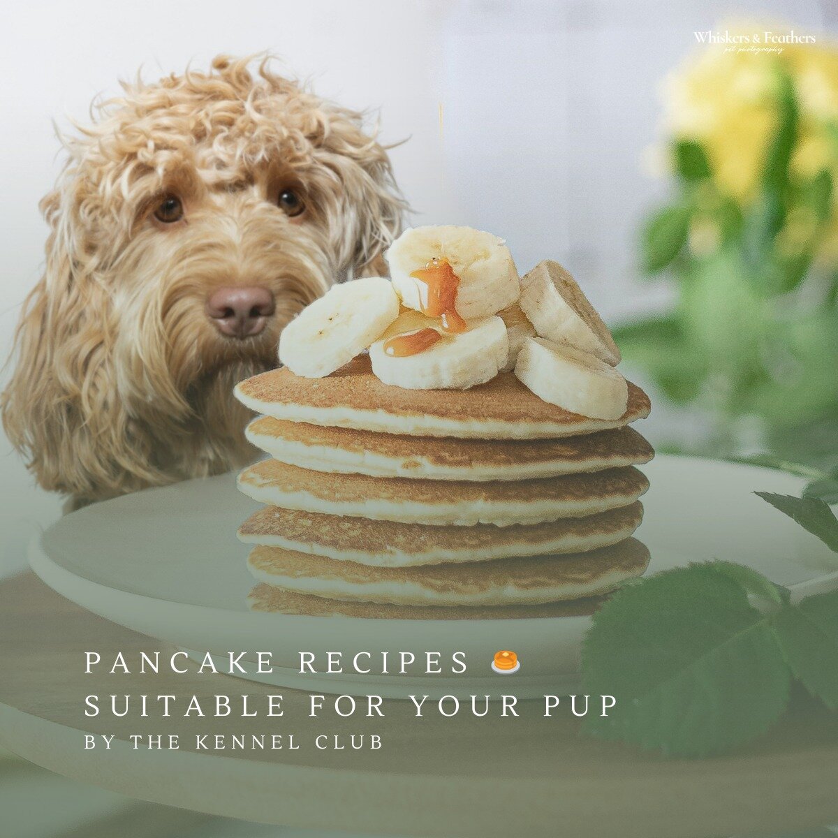 🥞🐾 It's almost Pancake Day! 🐾🥞

Get ready to spoil your furry friends with some delicious dog-friendly pancakes! We've found four amazing recipes from the official Kennel Club website to ensure your pups can join in on the fun too. Check them out