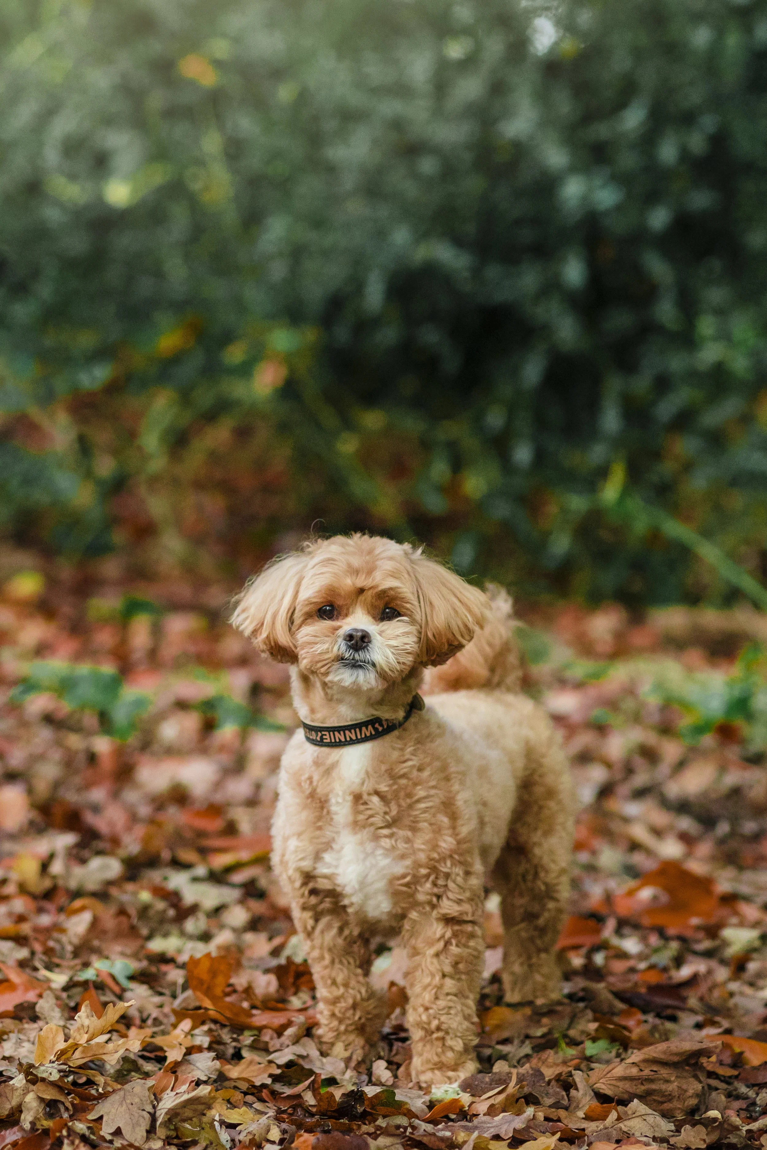 251103016 - Millie & Dotty - Mike.jpg