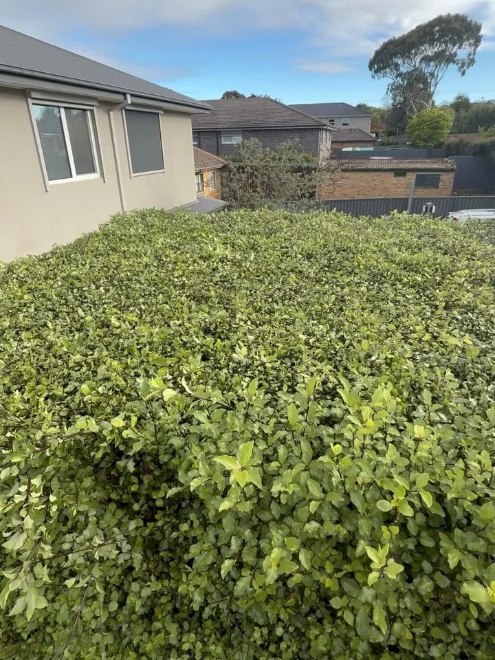 9.8 difficulty on this one.
4.2 meters tall, 1.8 meters wide and a pool 🌿