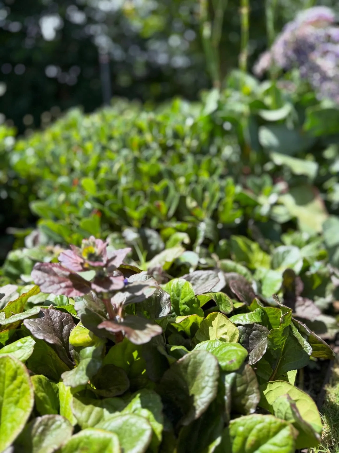 Horticultural Development: @abcamhorticulture 
Design: @benscott_design