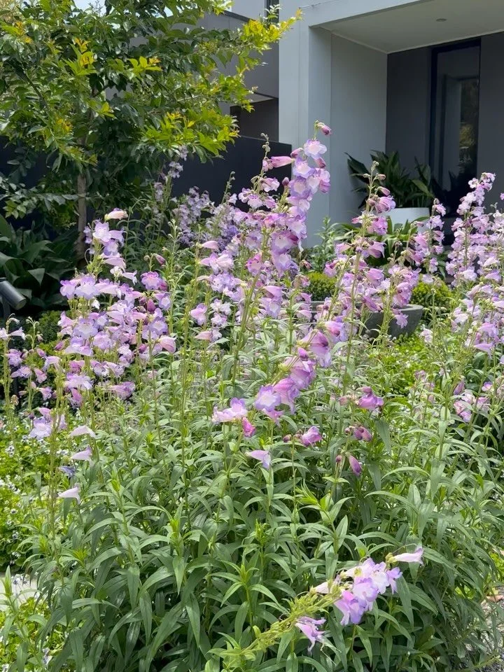 Look at the difference! From July &rsquo;24 to December &rsquo;25, we nurtured this space into something truly special. ABCAM Horticulture family gardens grow with heart! 

Horticultural Development: @abcamhorticulture 
Design: @paulpritchardlandscap