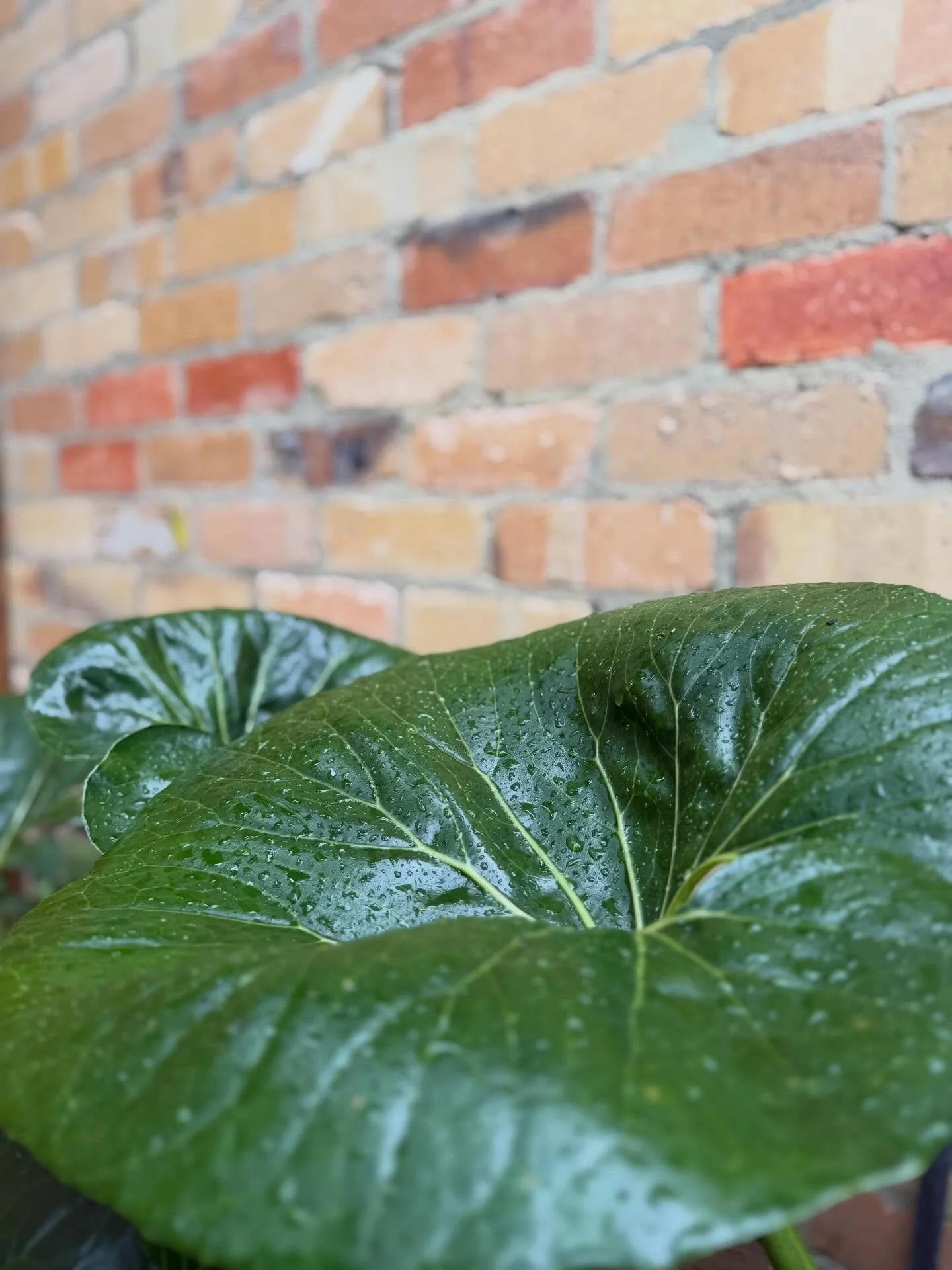Rain on glossy foliage&hellip; one of the simplest and best moments a garden can give you. 💧🌿

Horticultural Development: @abcamhorticulture 
Design: @plume__studio 
Construction: @iconicgardens