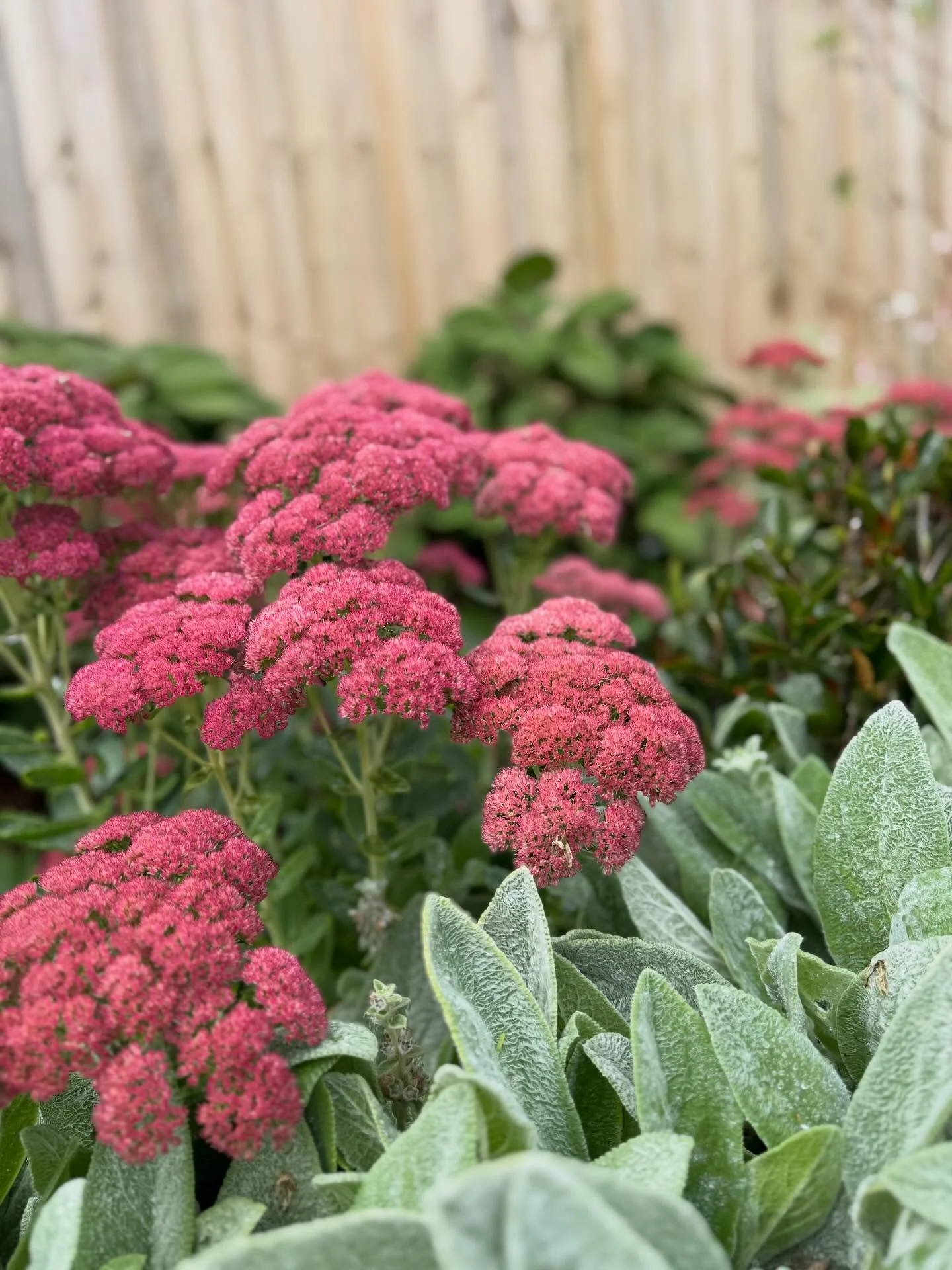 Soft textures, bold colour &mdash; a garden that&rsquo;s just as good to touch as it is to look at. 🌿💗