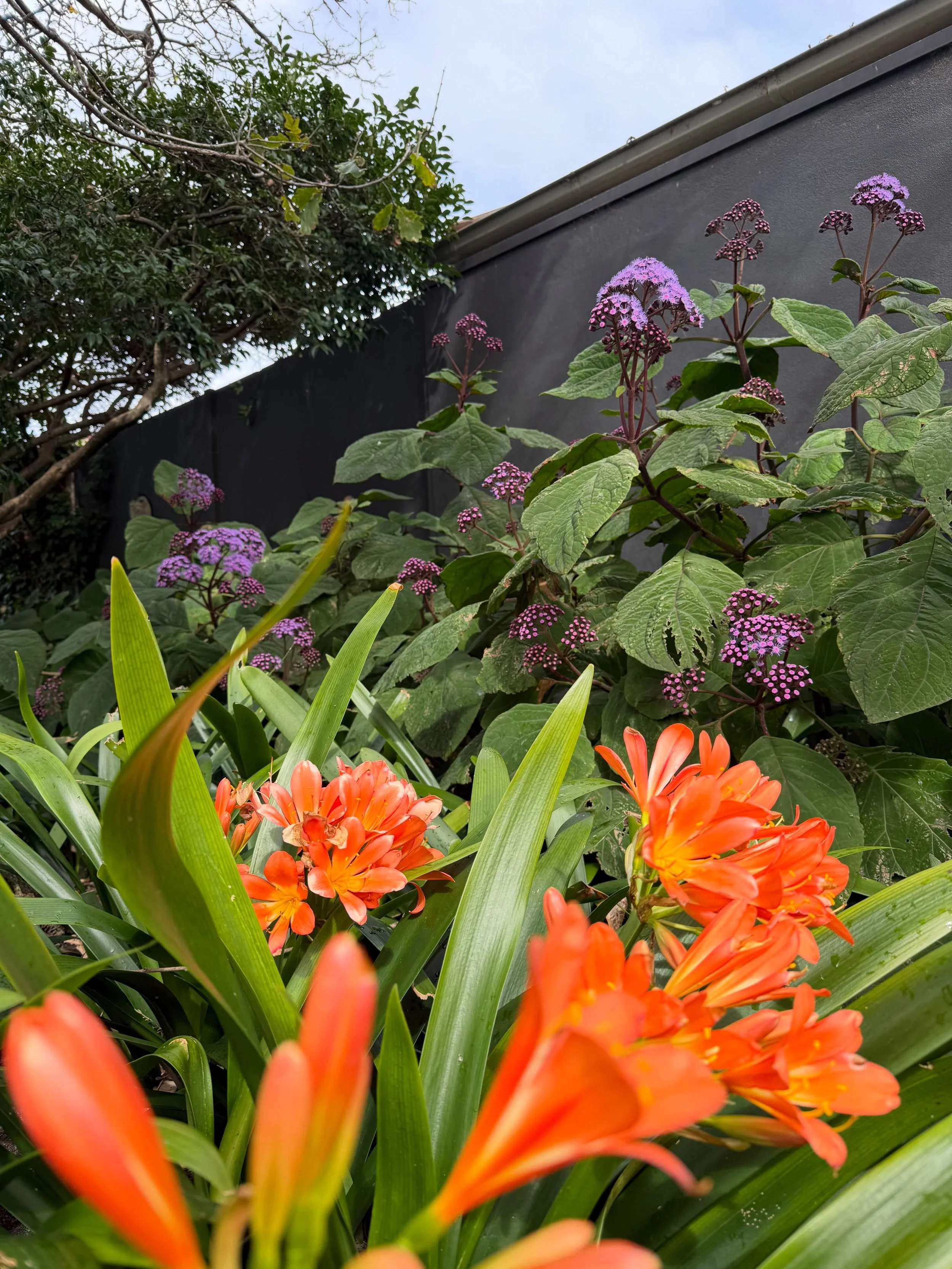A little spring colour, built on the work done through every season. 🌿

Horticultural Development: @abcamhorticulture 
Design: @paulpritchardlandscapedesign