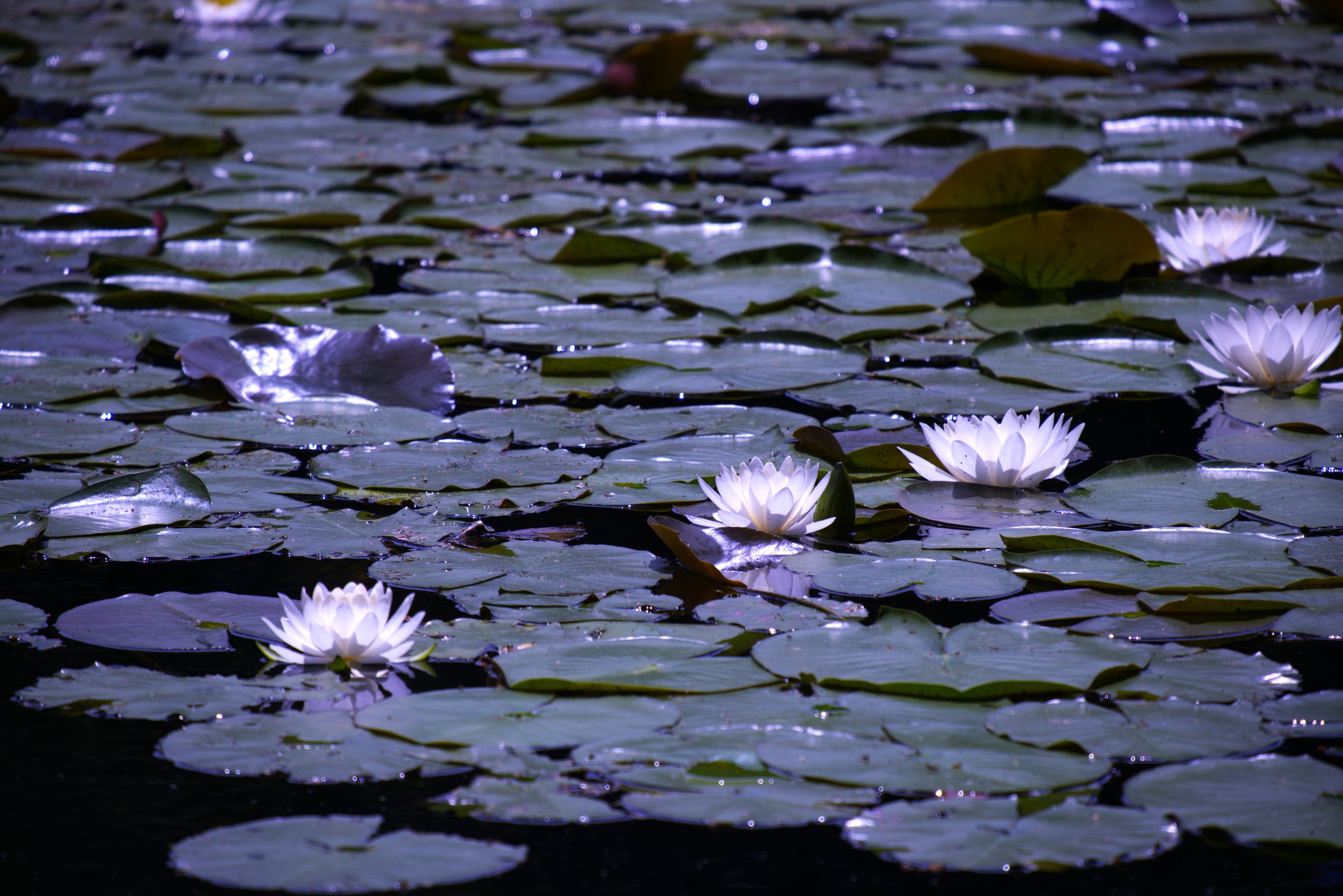 DSCF1794.jpg