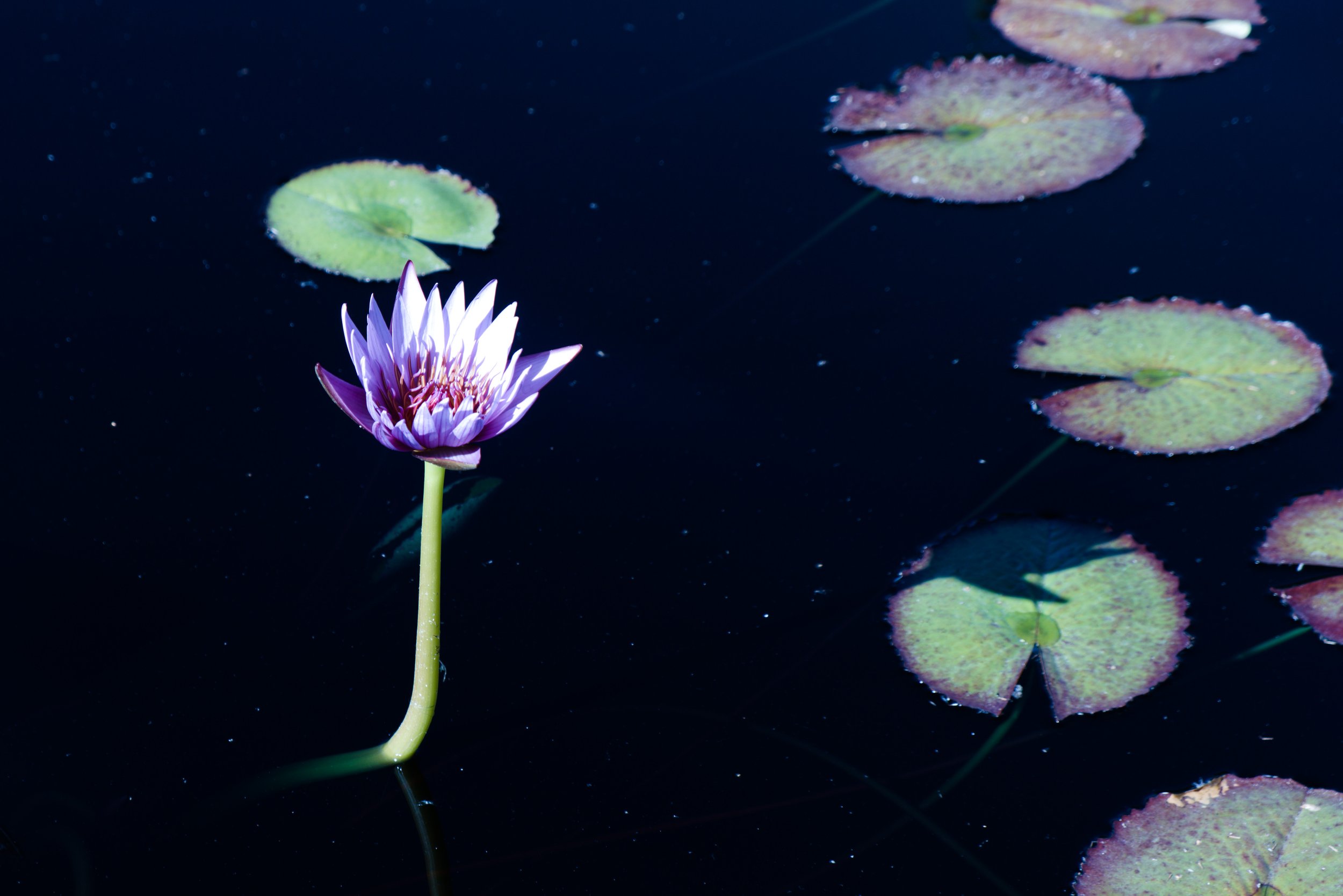 botanic07.jpg