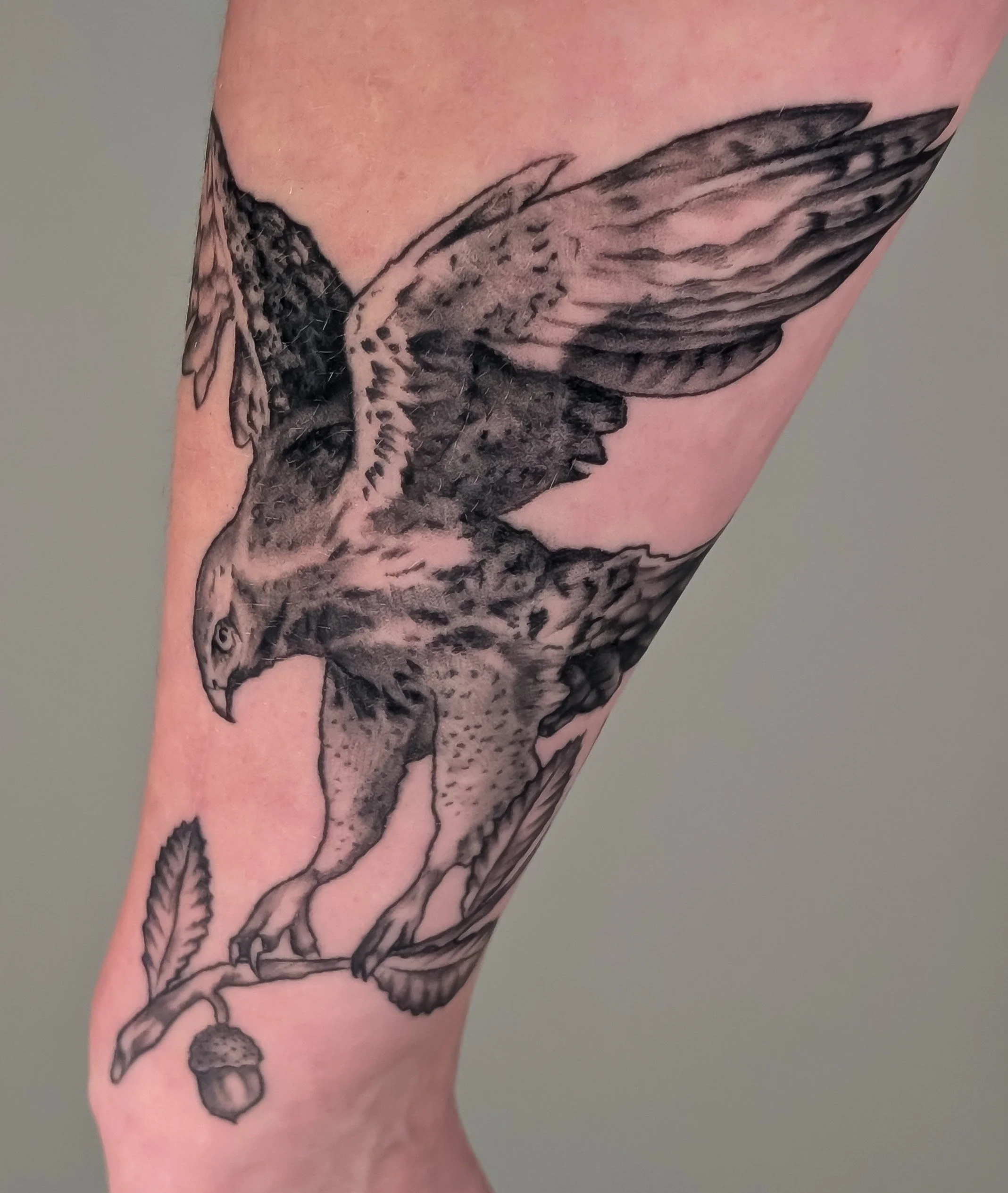 A striking tattoo of a hawk holding an oak branch.  The hawk looks fierce and features a detailed wing pattern.  Made by Caitie Brianna, owner of Bone and Lily Tattoo in Knoxville, Tennessee