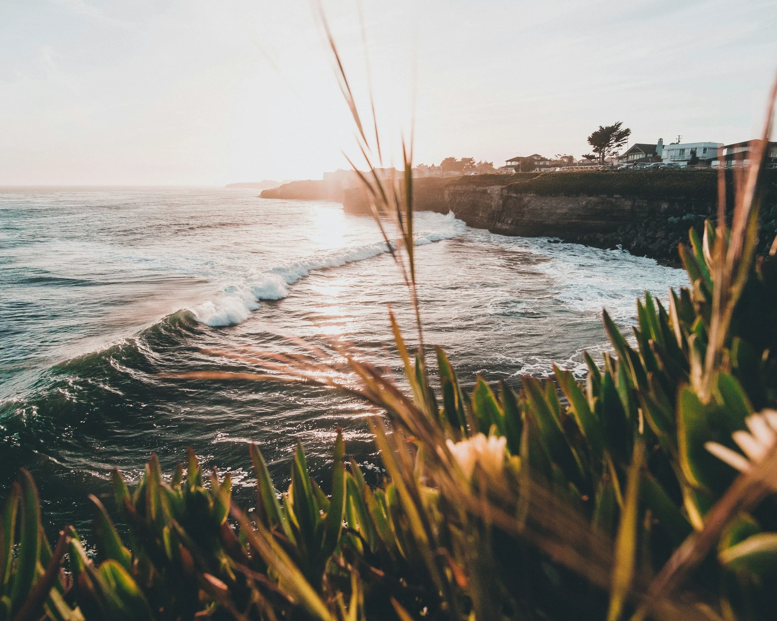 Sunset view of the ocean in Santa Cruz with waves crashing against rocky cliffs, houses, and trees on the coast, with plants in the foreground.