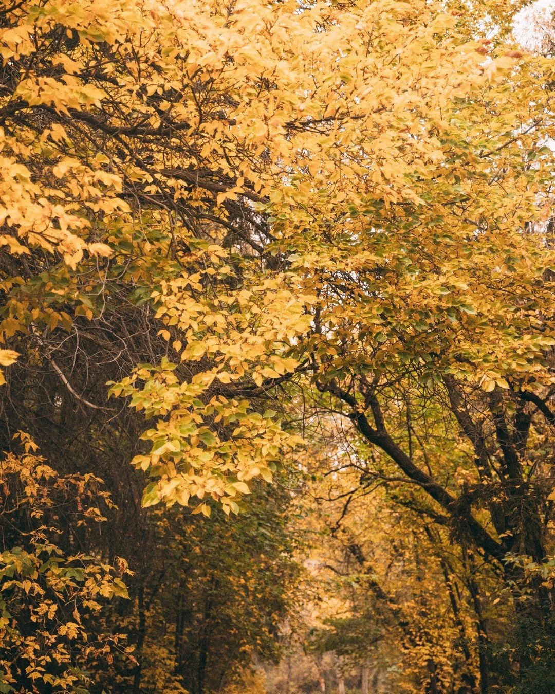 &ldquo;Wait, what is somatics?&rdquo;

And more importantly&hellip; &ldquo;Is this just another woo-woo thing I&rsquo;ll forget to use by next Tuesday?&rdquo;

We get it.
Somatics can sound fancy.

But the word soma just means &ldquo;of the body.&rdq