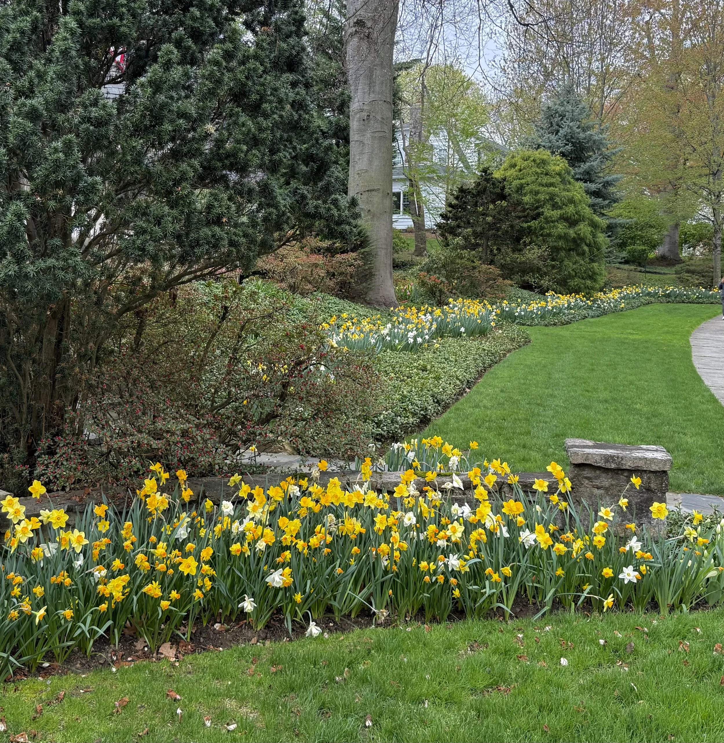 Linda & Peter Daffodils.jpg