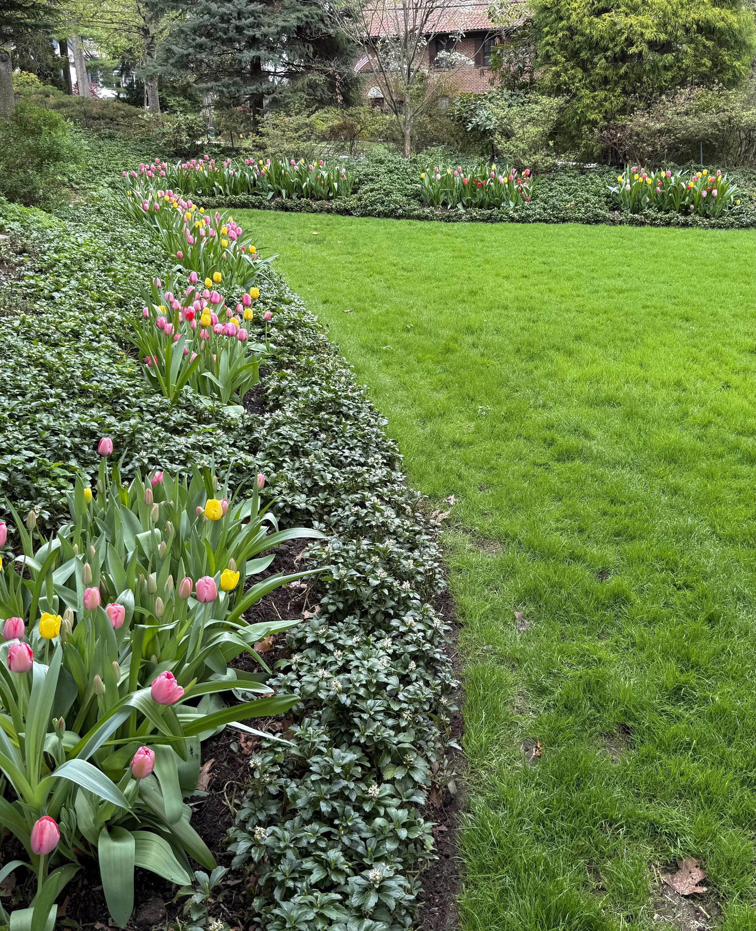 Linda & Peter Tulips.jpg