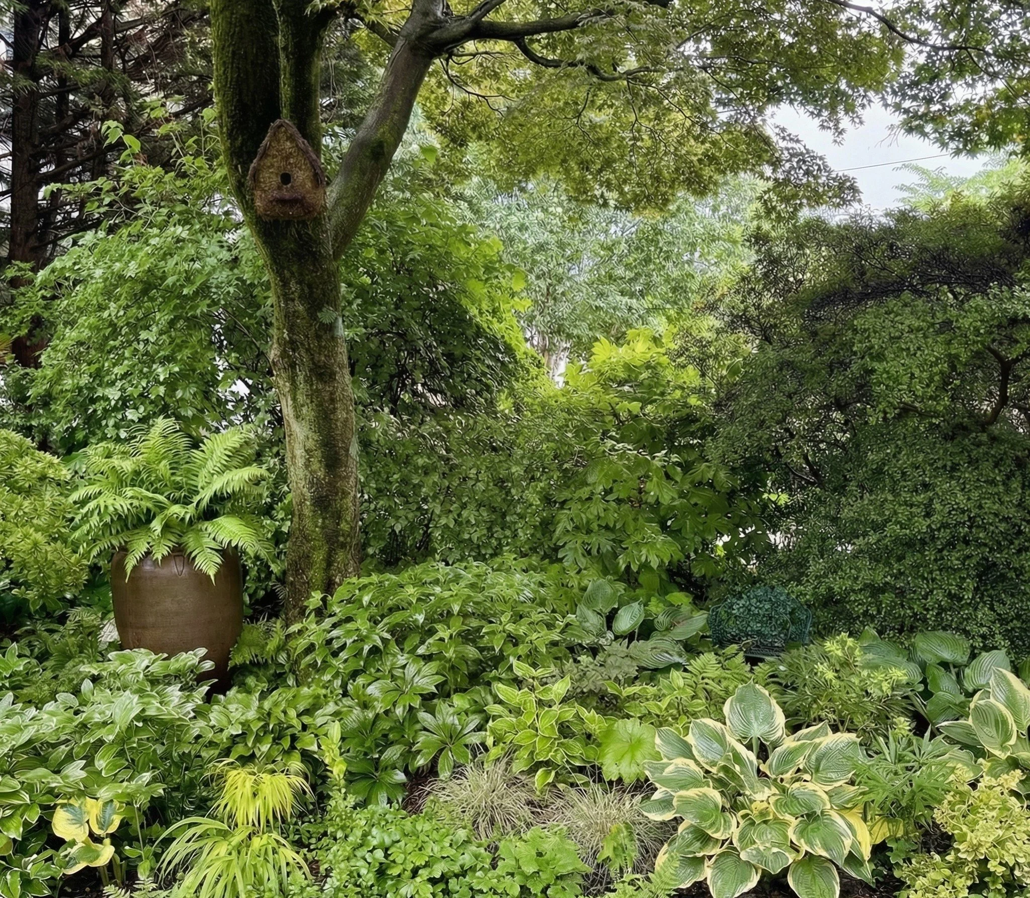 Cader - shade garden.jpg