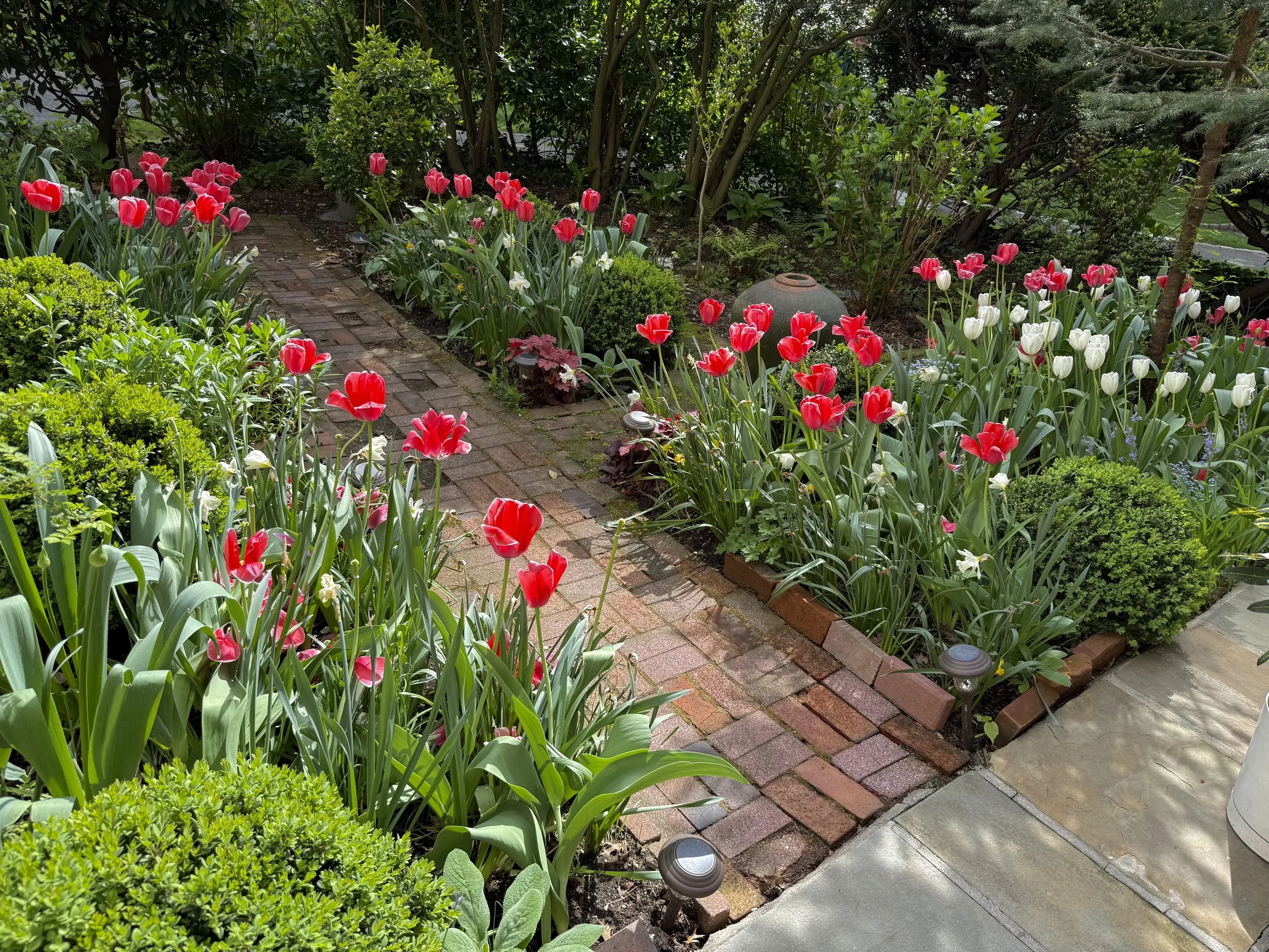 Mary & Katherine tulips.jpg