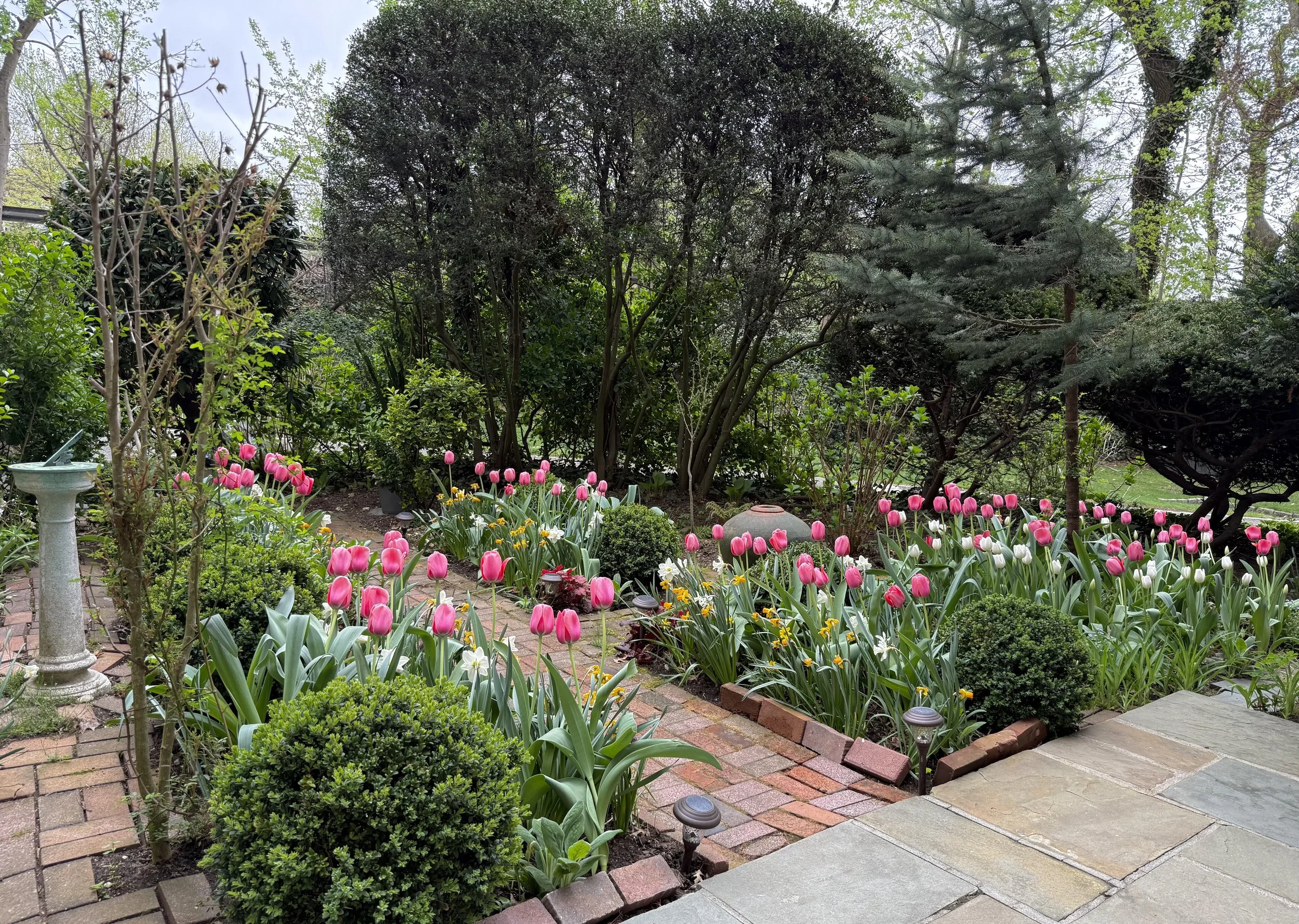 Mary & Katherine pink tulips.jpg