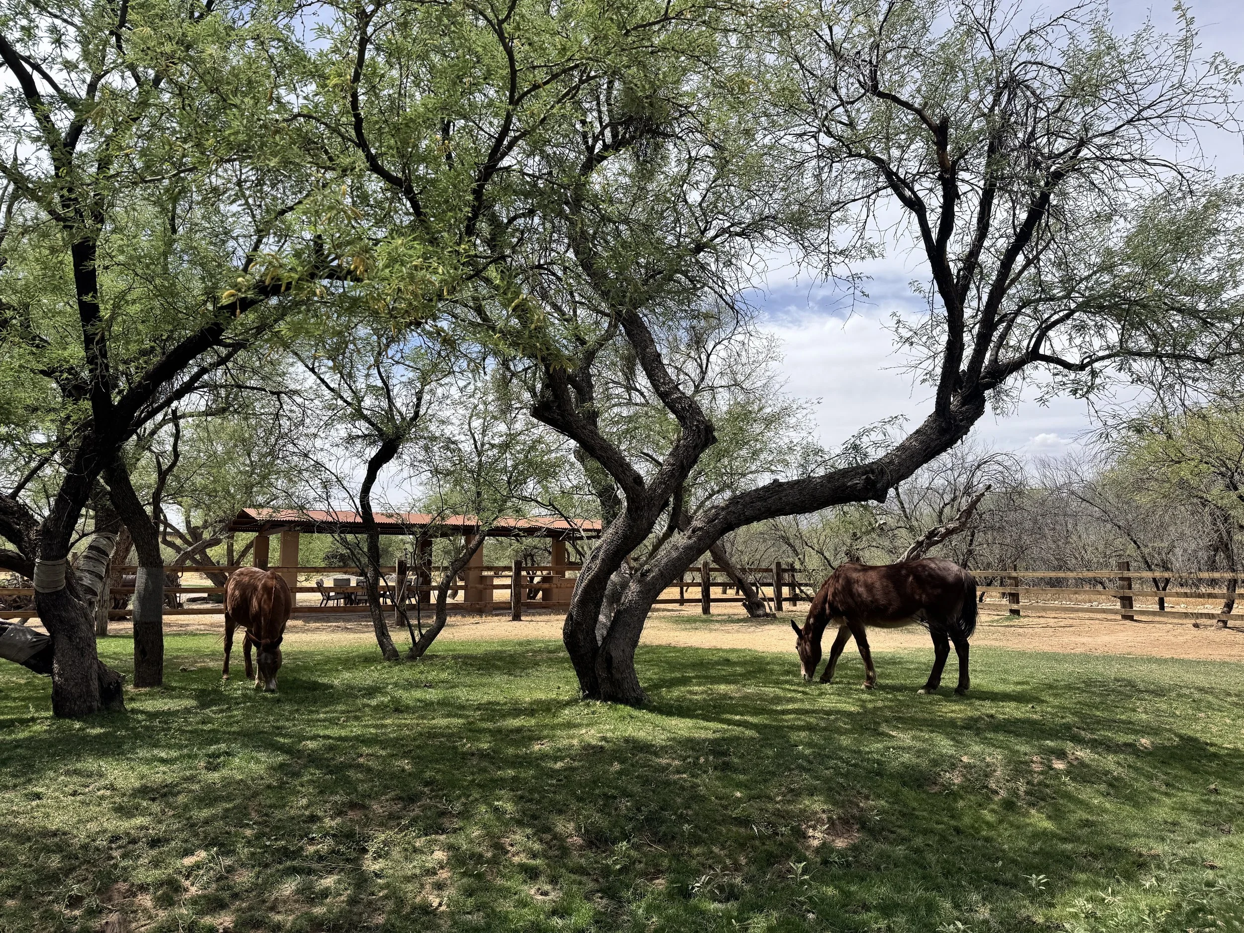 Two horses at the ranch