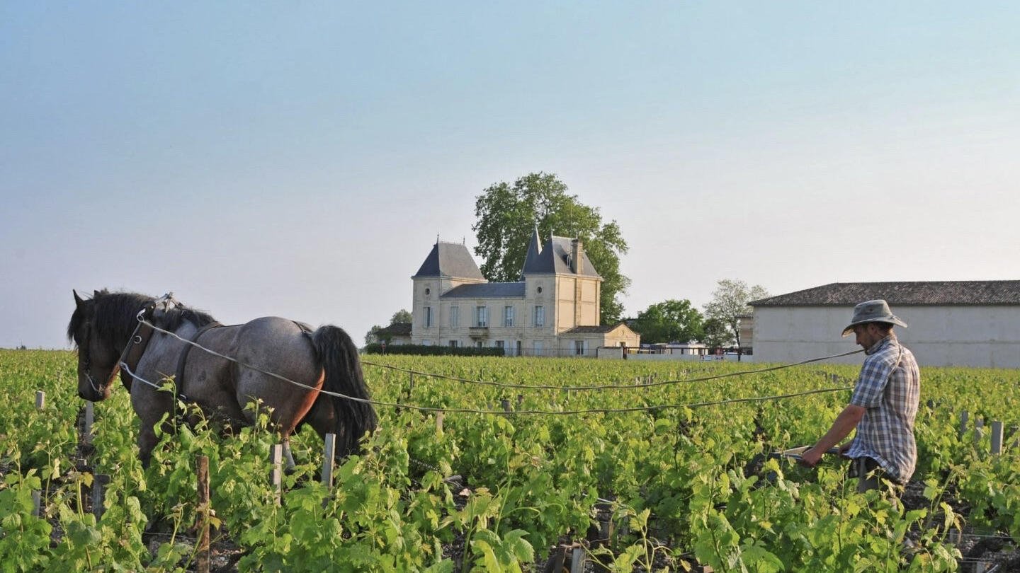 Uncorked Access: Inside the World’s Most Coveted Wine Estates