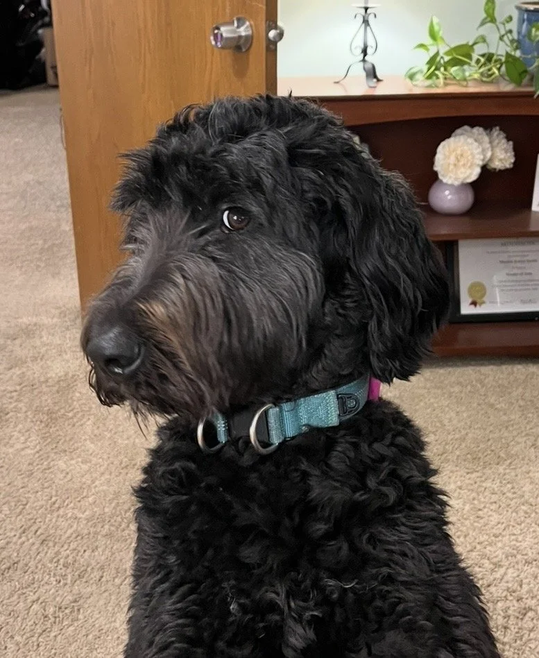 Lucy the Bernedoodle