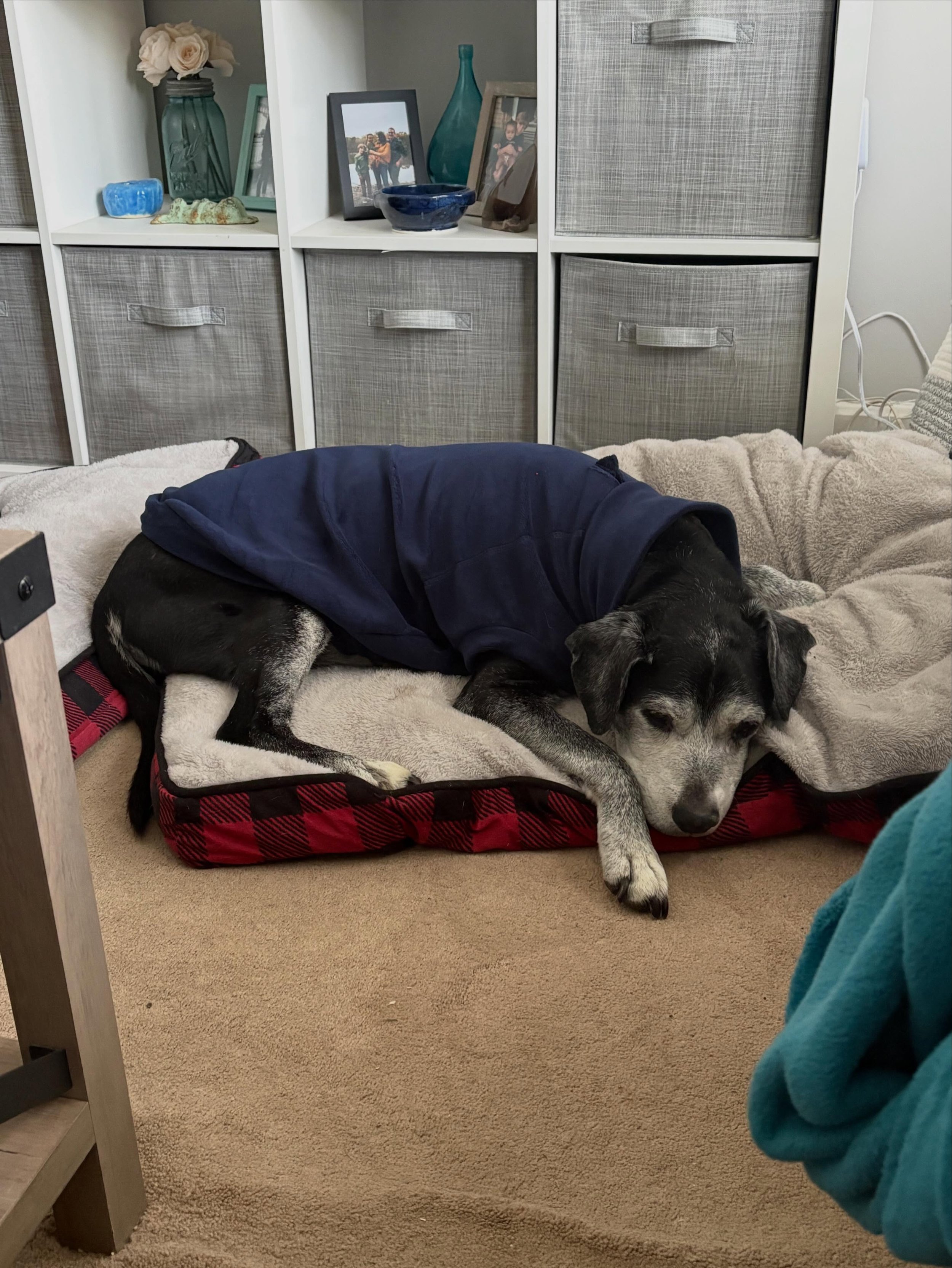 Haven&rsquo;t posted in a minute, for sure.  It&rsquo;s been a tough 5 weeks and I&rsquo;m just now getting back to work. We had to put down three of our furbabies (all very senior)&hellip; our bunny on March 22 and both doggies on April 10. It&rsquo