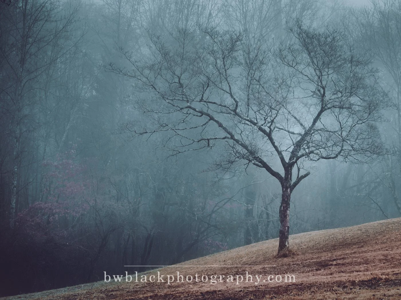 Enchanted Wood