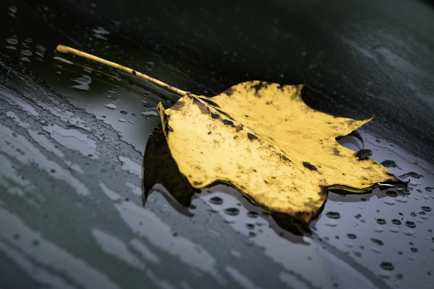 Close-up of a yellow autumn leaf with brown spots resting on a wet dark surface with water droplets.