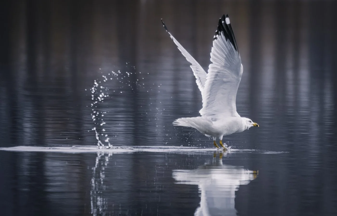 A seagull taking off from a calm body of water with wings spread, creating a splash and ripples.