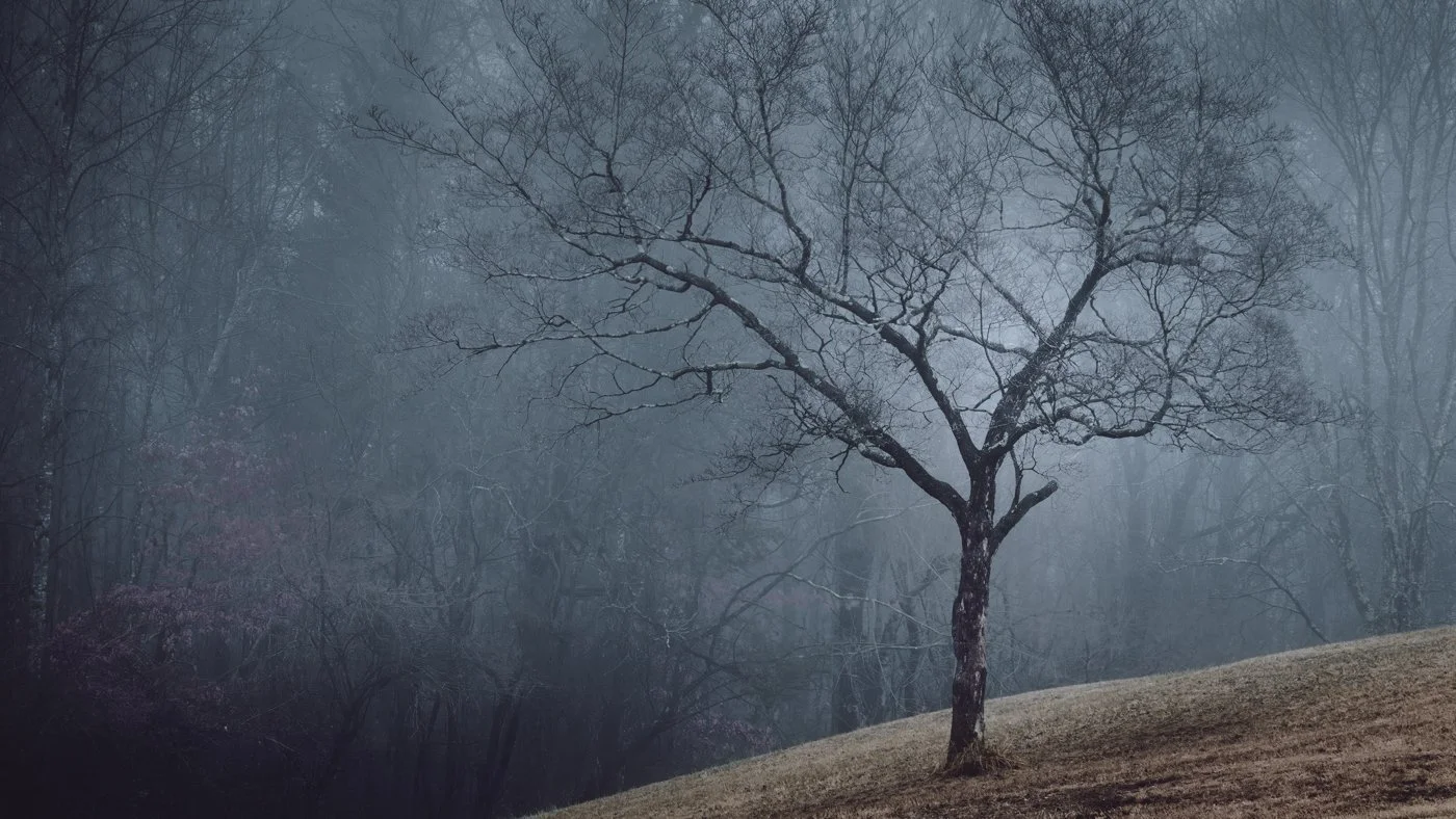 A lone tree with no leaves on a small hill with a foggy, wooded background.
