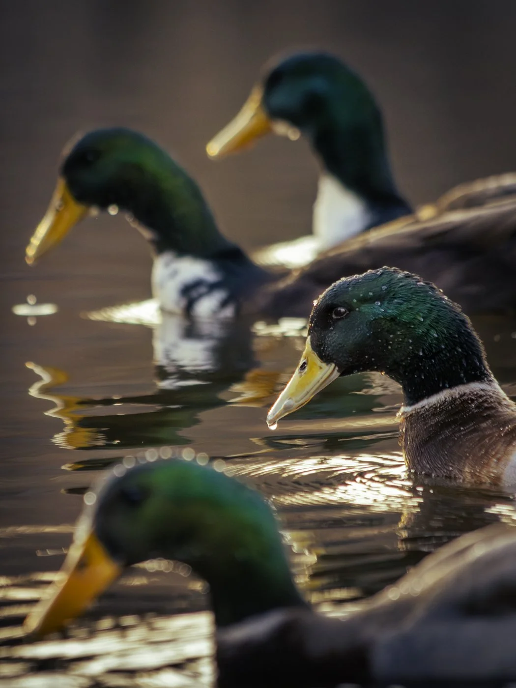 Close-up of three mallard ducks swimming on water with reflections and a warm background.
