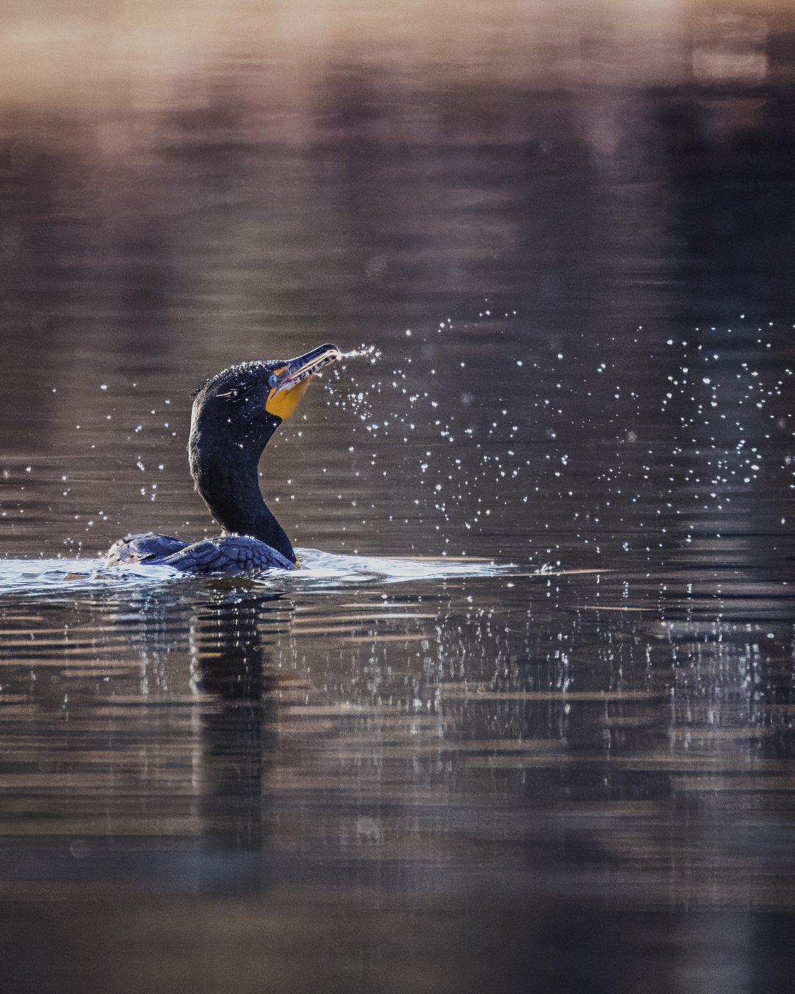 A kingfisher bird catching fish in water with ripples and droplets.