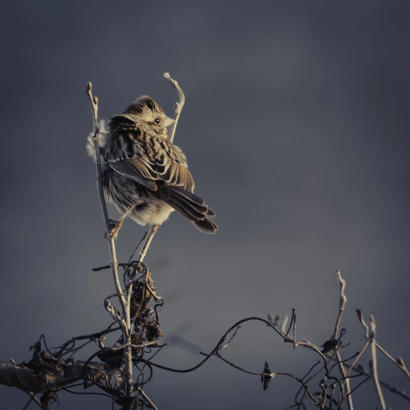 A small brown bird with streaked feathers perches on a leafless, twisted branch against a blurred gray background.