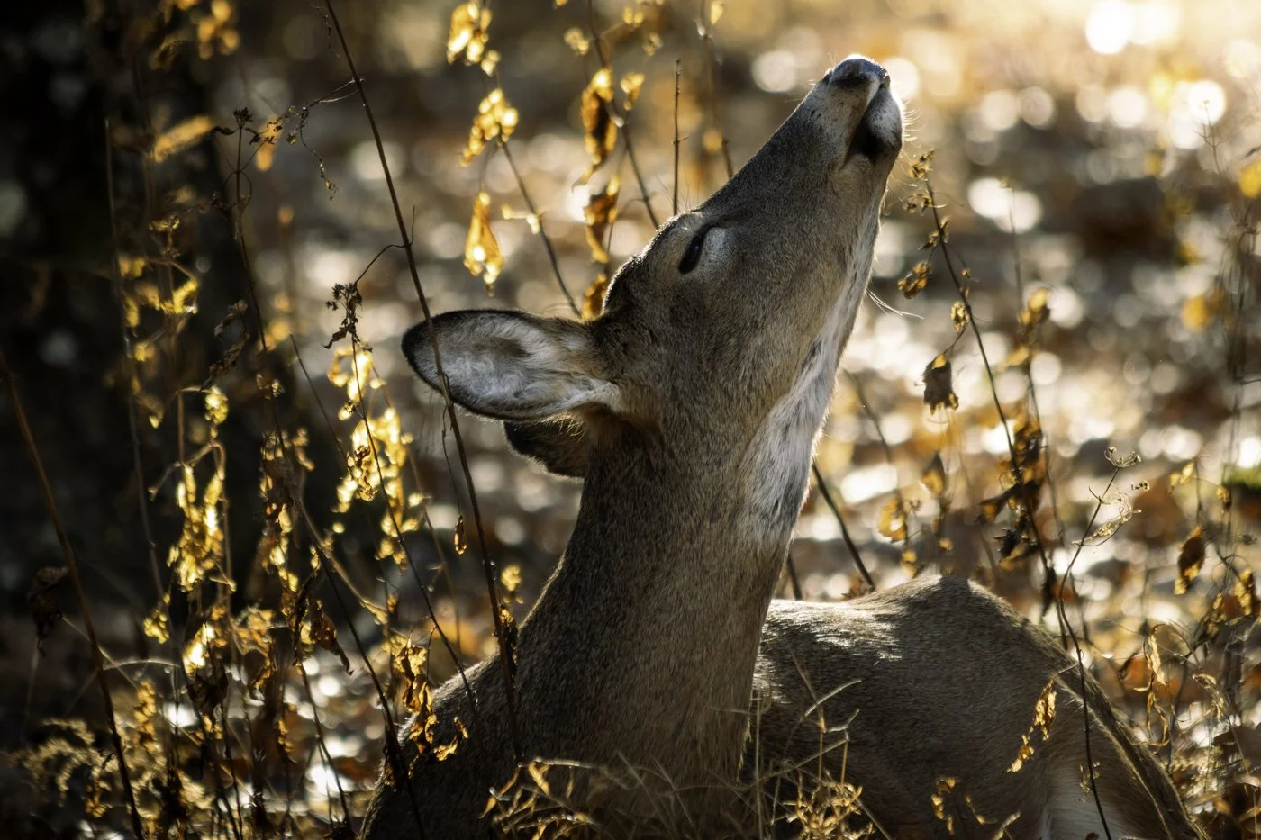 Deer in forest during autumn with sunlight filtering through leaves.