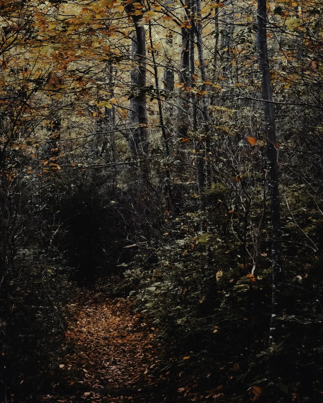 A narrow forest trail covered with fallen autumn leaves, surrounded by trees with orange and yellow leaves.