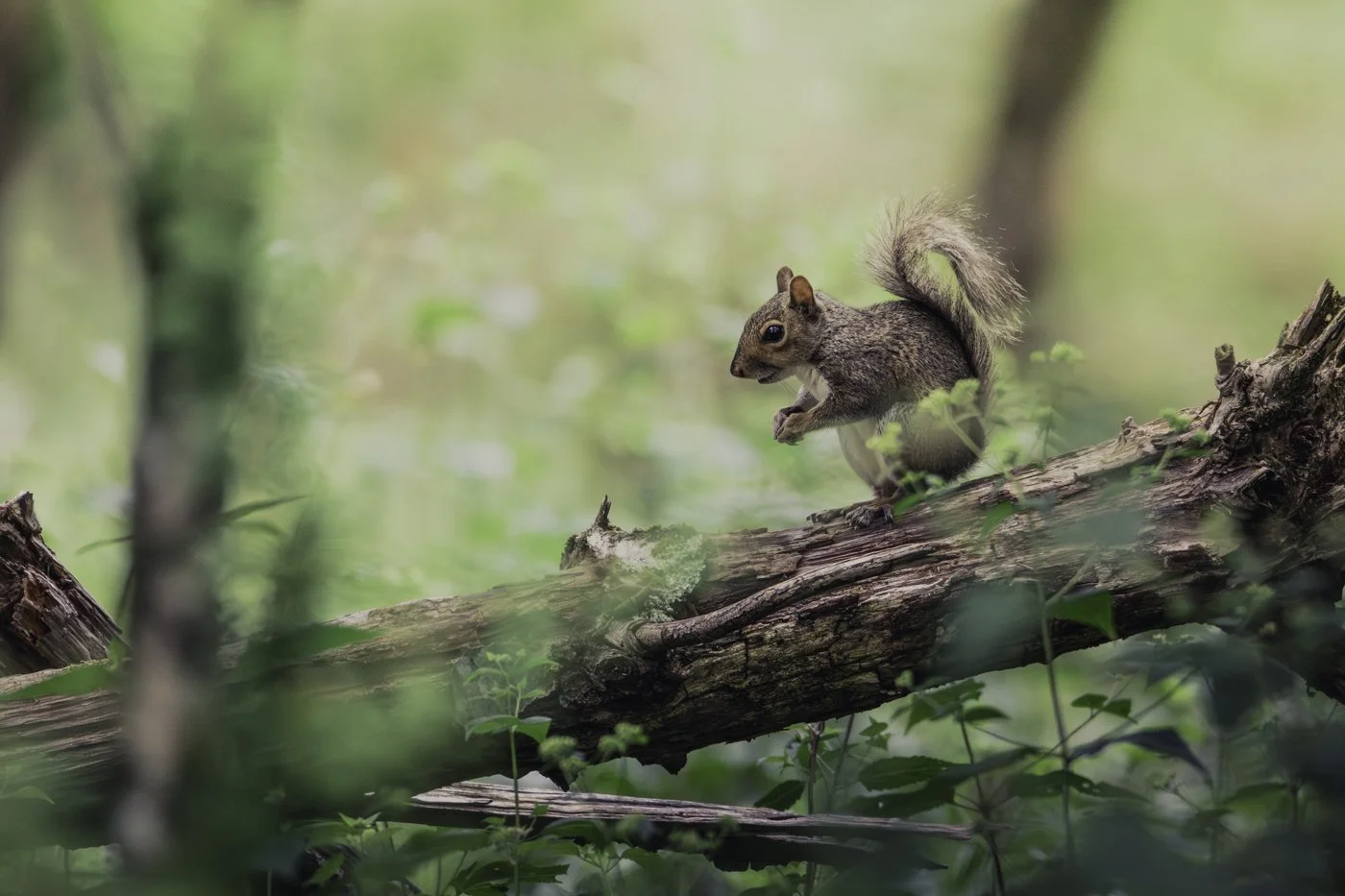 A squirrel on a fallen tree branch in a green forest.