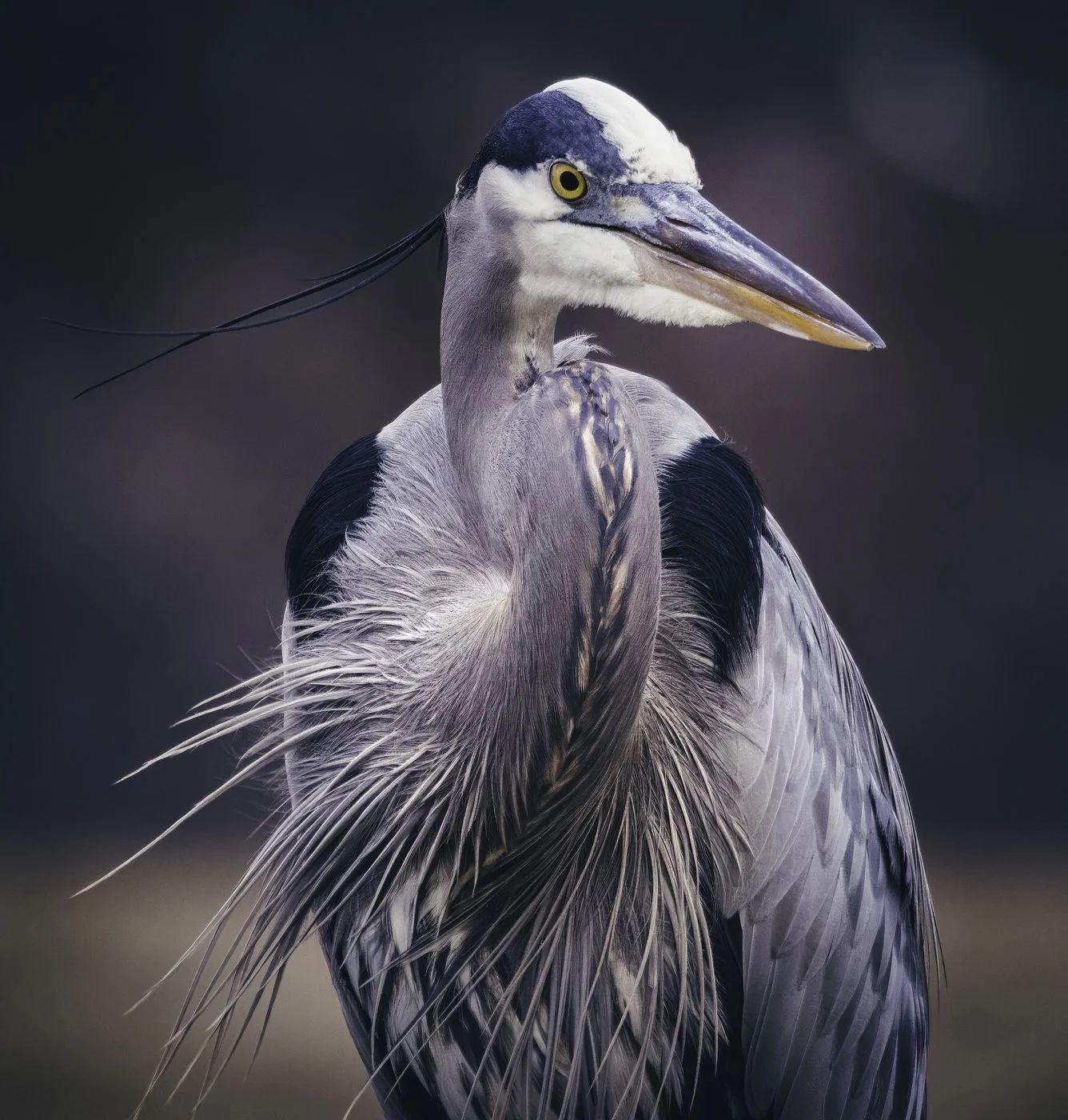 Close-up of a heron with a long beak, grey and white feathers, and a dark background.