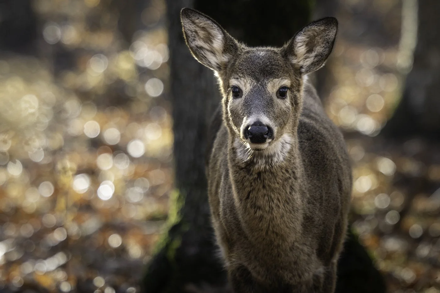Close-up of a young deer standing in a forest with blurred fall leaves in the background.