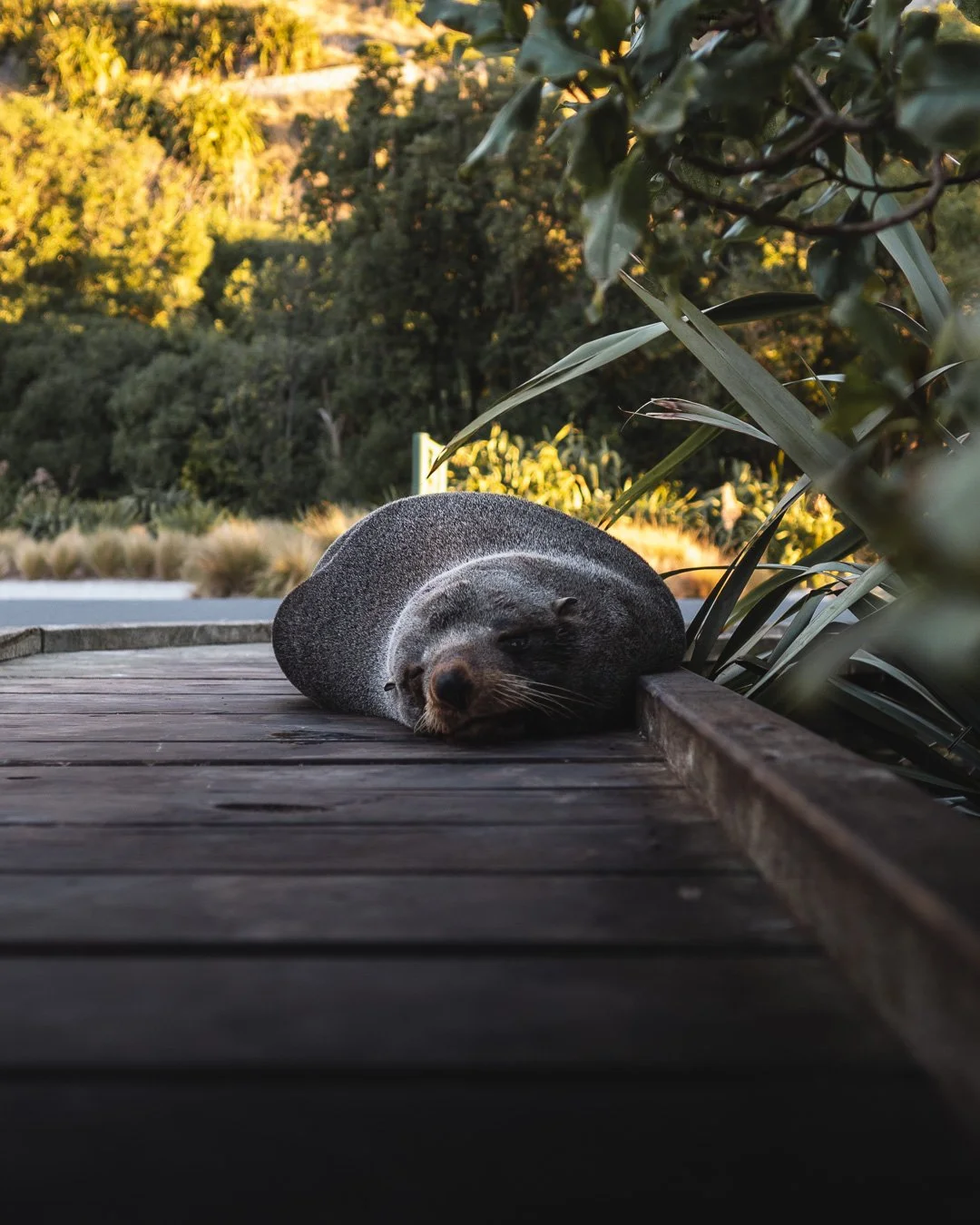 Sunday Feels (1 of 1).JPG