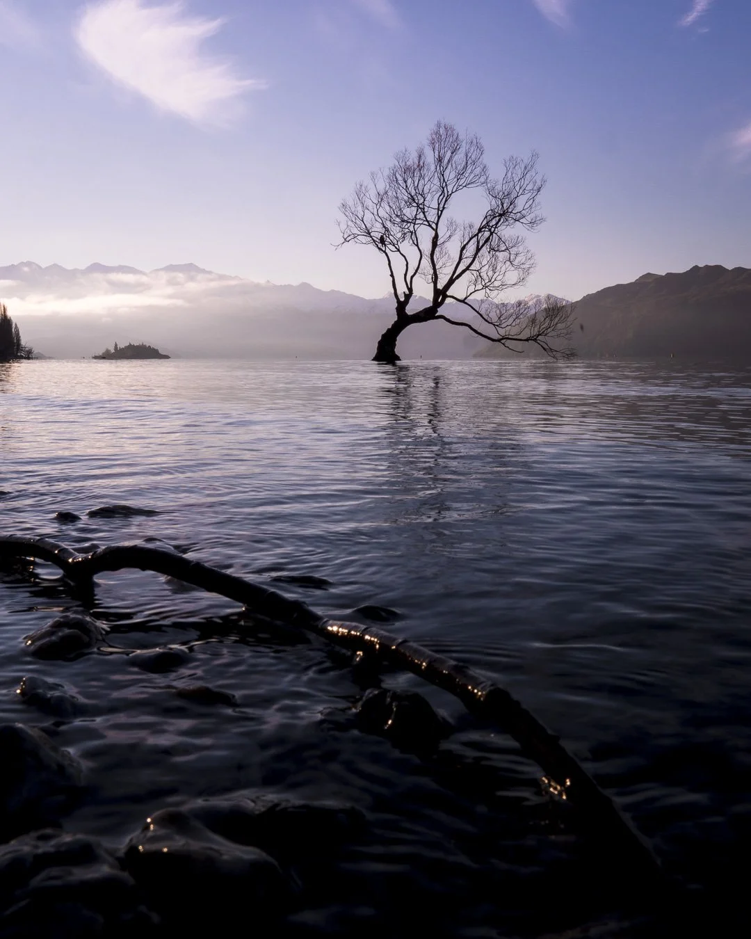 Wanaka Tree (1 of 1).JPG