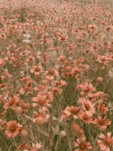 Where to Find Wildflowers in Dallas Fort Worth & Plano Texas