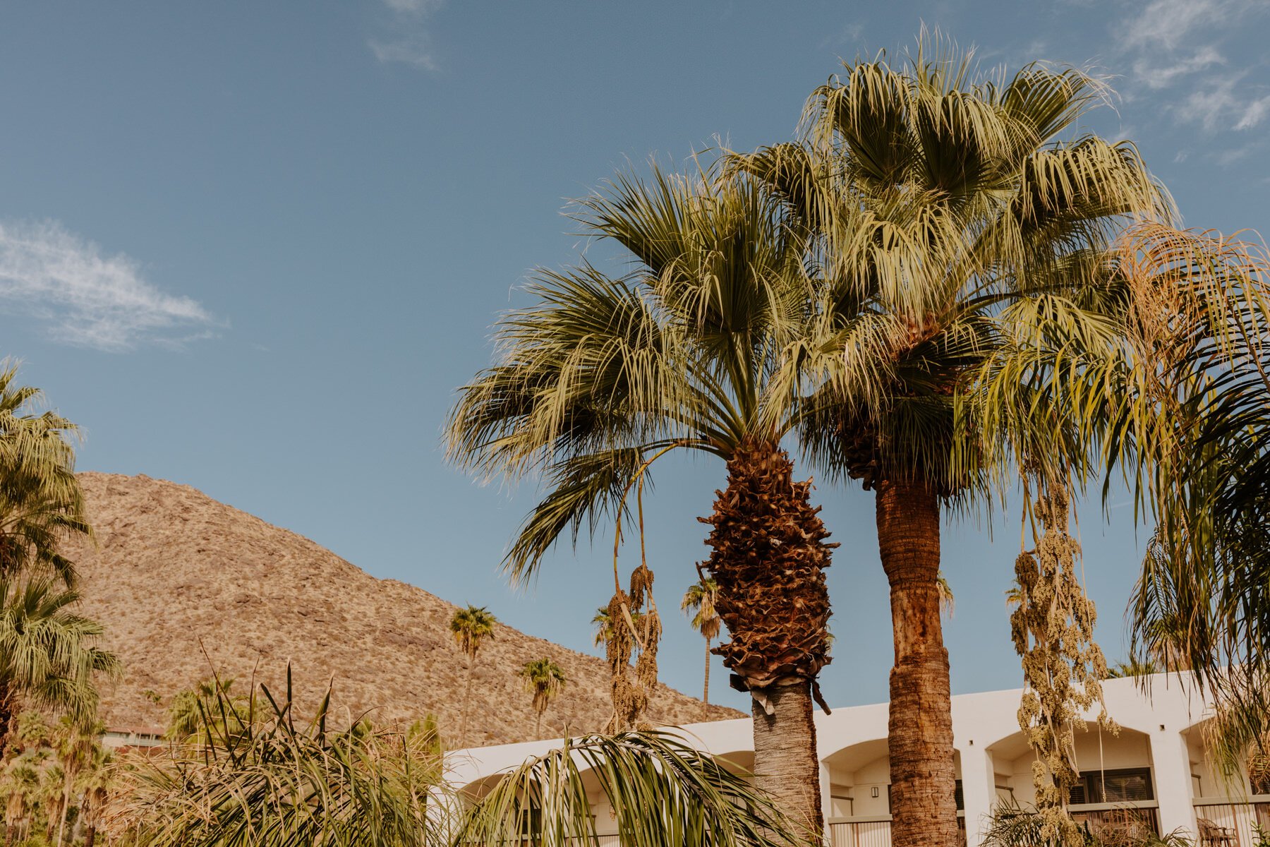  Palm Springs Wedding Photographer | Palm Mountain Resort and Spa | Tida Svy Photography 