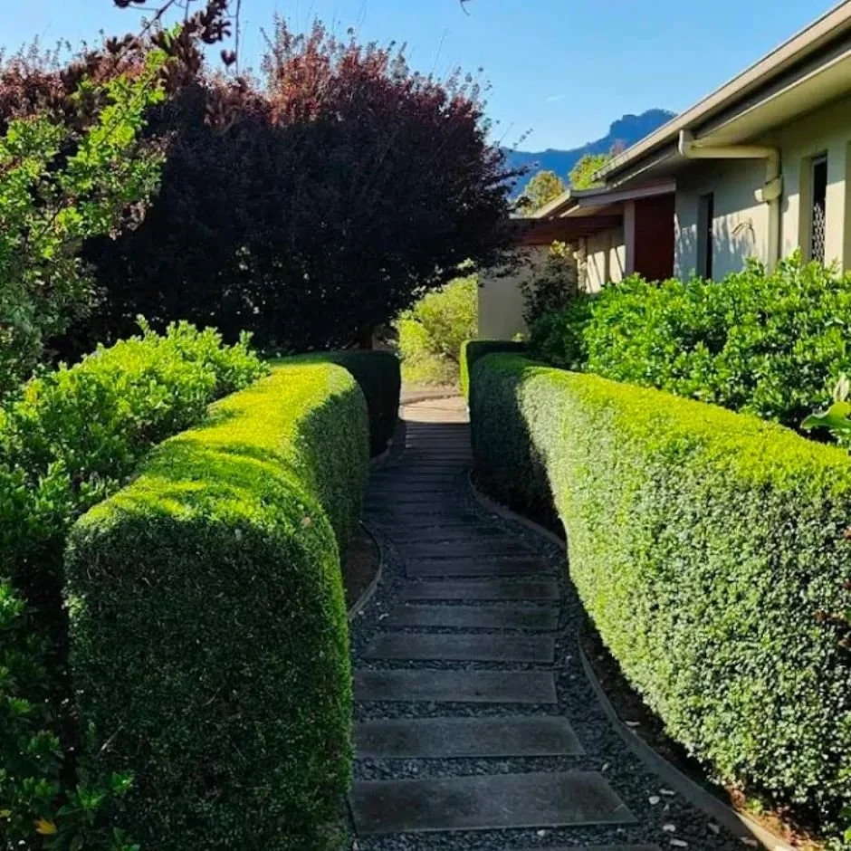 Mini Murraya clipped with a soft bevelled edge. A softer look that looks fantastic in 99.99% of gardens.