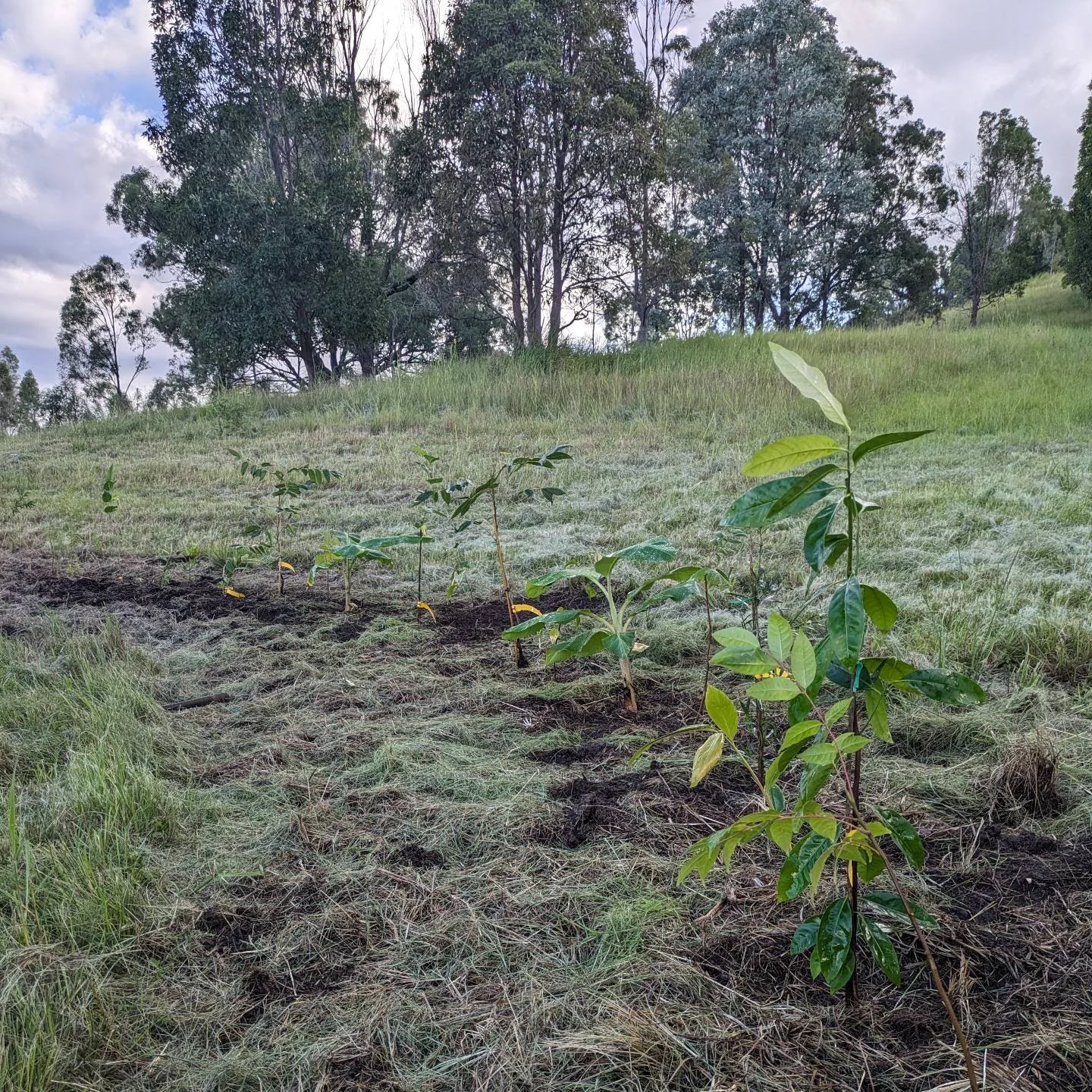 Dense and productive. This is just a small snapshot of a newly established good forest. Mulberry, banana, black sapote, jackfruit, macadamia and pecans. All supported by a emerging canopy of eucalyptus and silky oaks.