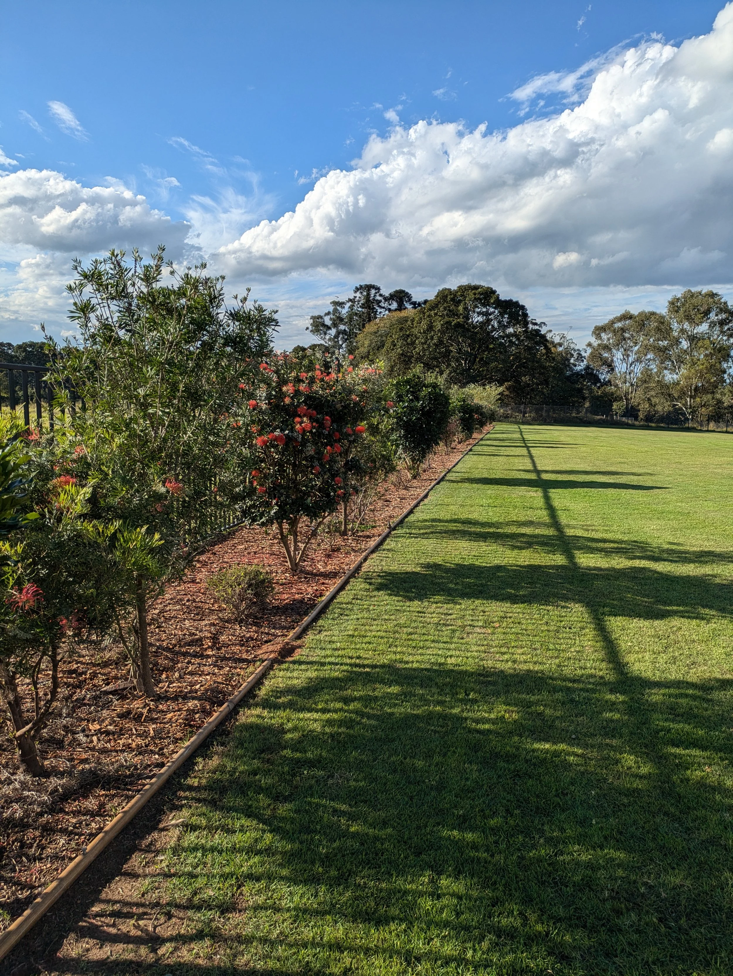 A simple fence garden bed with striking trees to provide privacy on Mt Cotton acreage