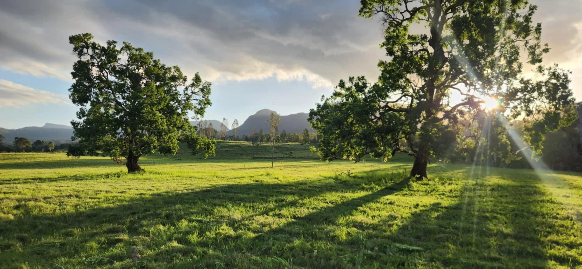 Legacy paddock trees retained in cleared Scenic Rim pasture — important habitat and seed source for natural regeneration