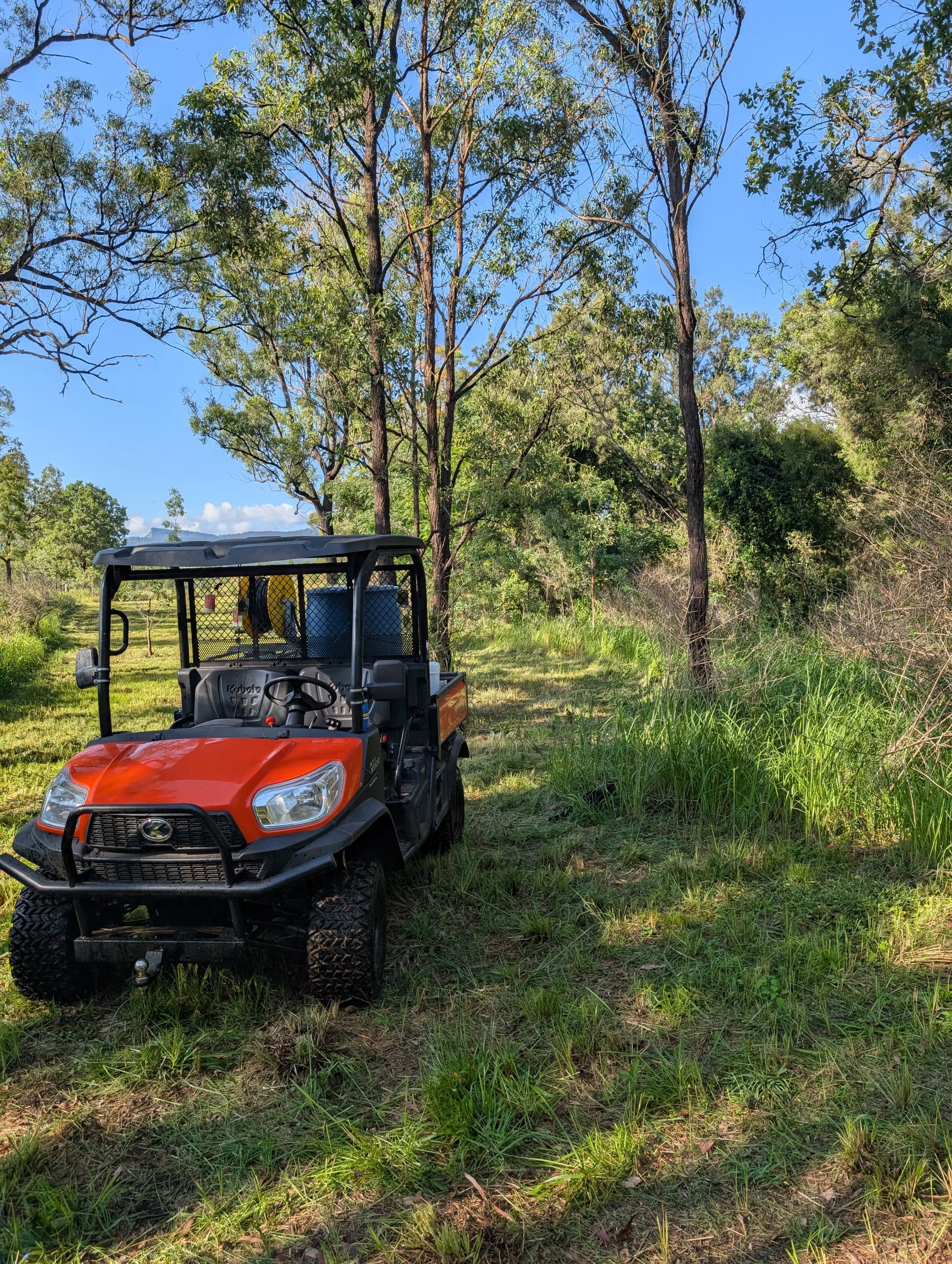 Invasive Weed Control Scenic Rim - Professional Land Management Services