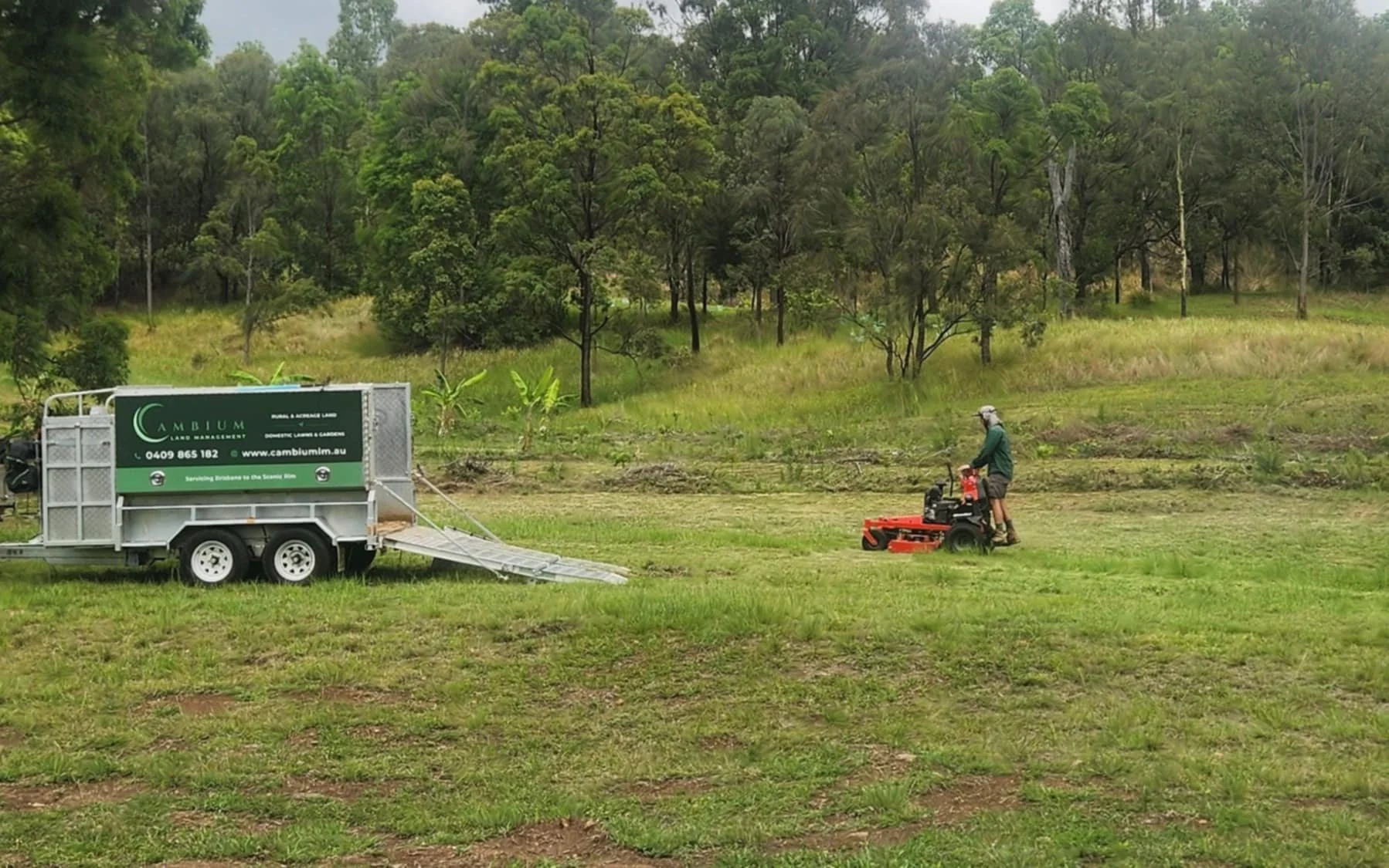 Managing Balloon Cotton Bush in the Scenic Rim