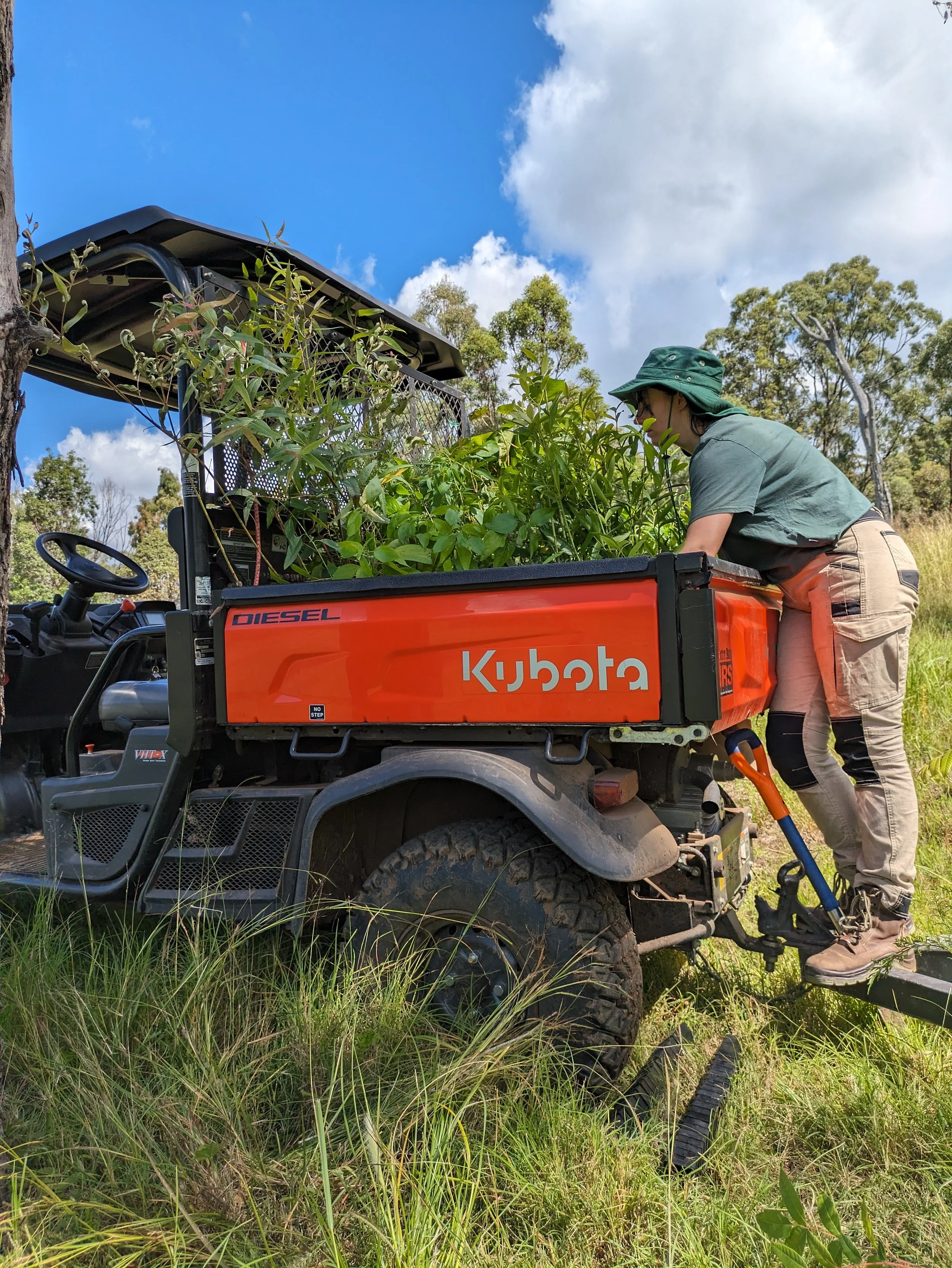 Cambium Land Management crew unloading native tubestock from a Kubota UTV for a tree planting project in the Scenic Rim