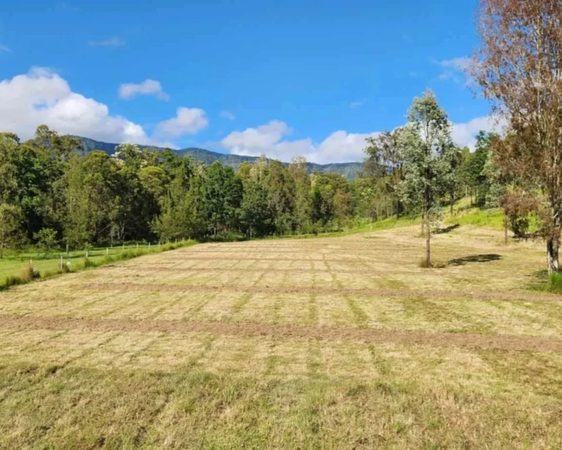 A recently slashed pasture with new orchard rows that have been mulched and sprayed for invasive pasture grasses in the Scenic Rim