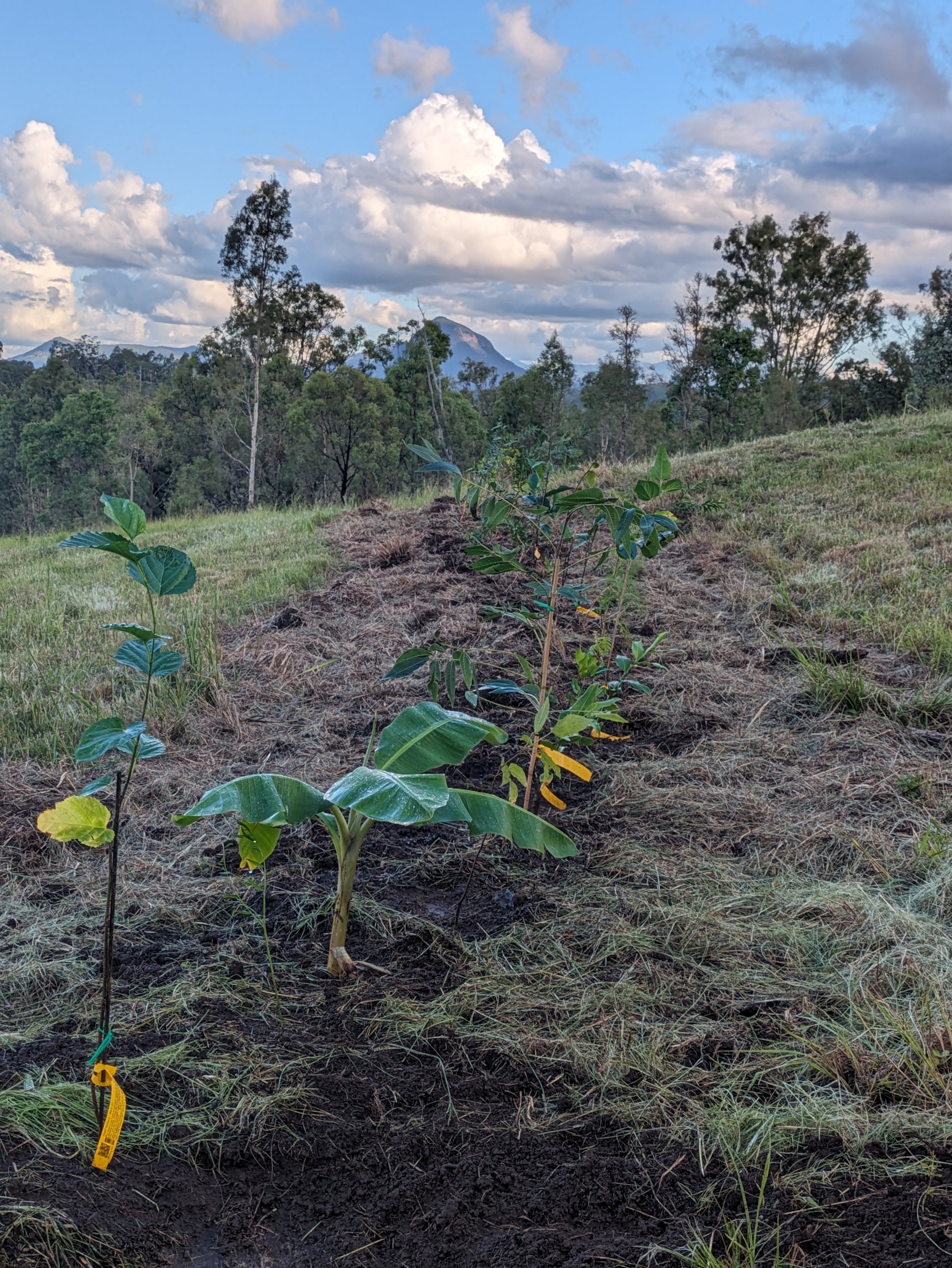 Picturesque scene of tree planting in Scenic Rim orchard, showcasing agroforestry techniques with tube stock for new productive fruit and nut shelter belt.