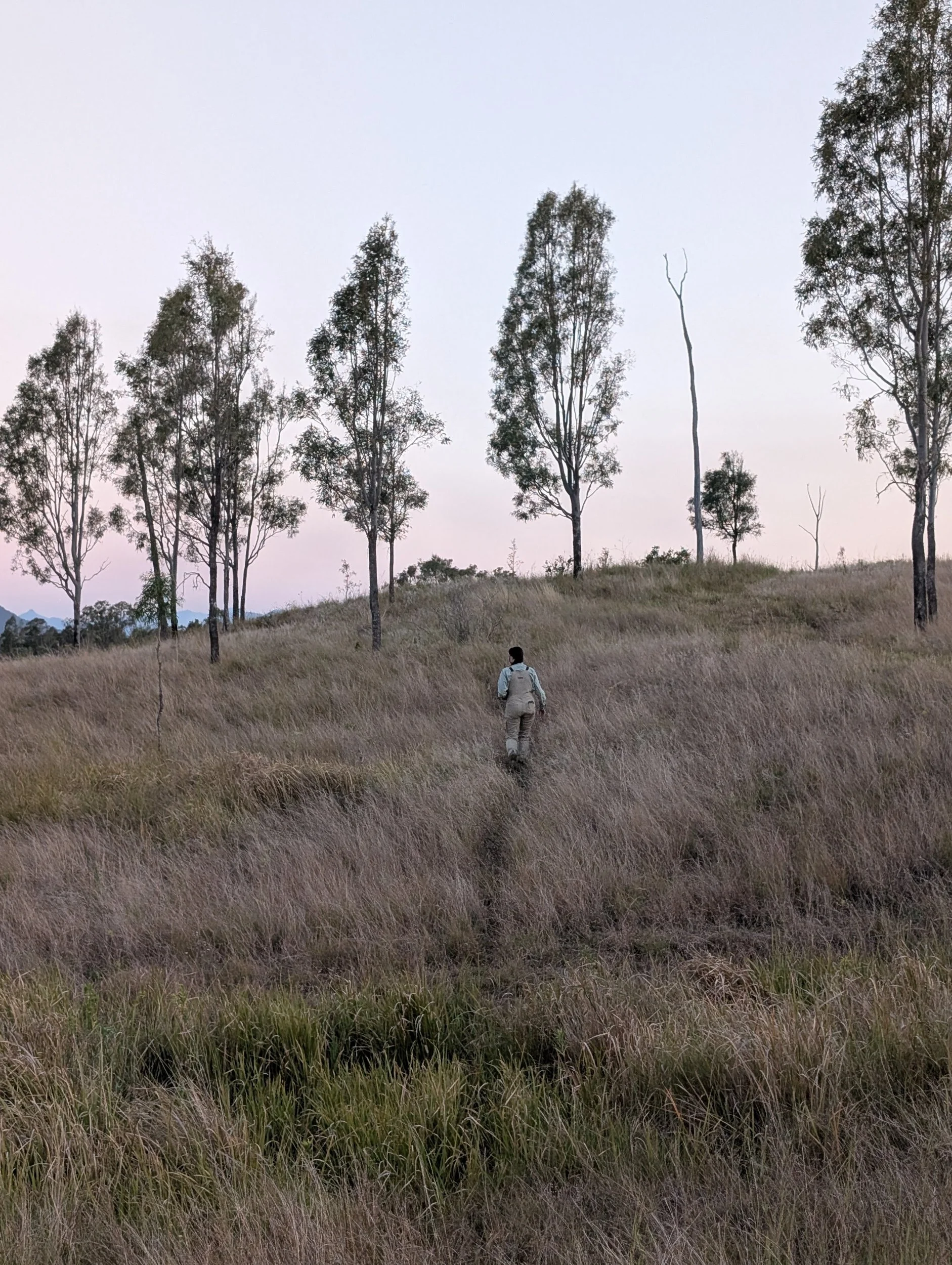 Woman walks through field of diverse pasture grassess towards natural bush regeneration in the Scenic Rim