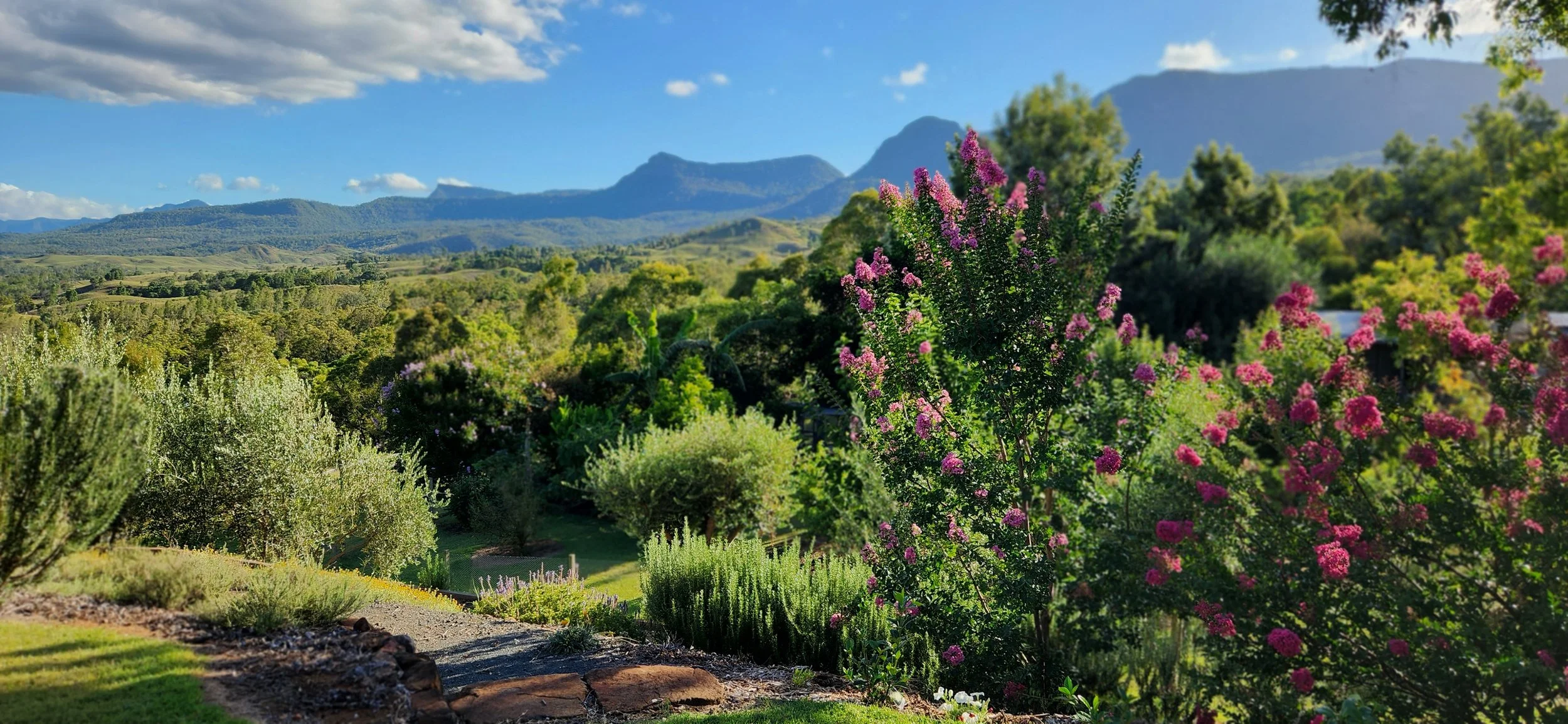 Restored acreage property after invasive vine management program, South East Queensland