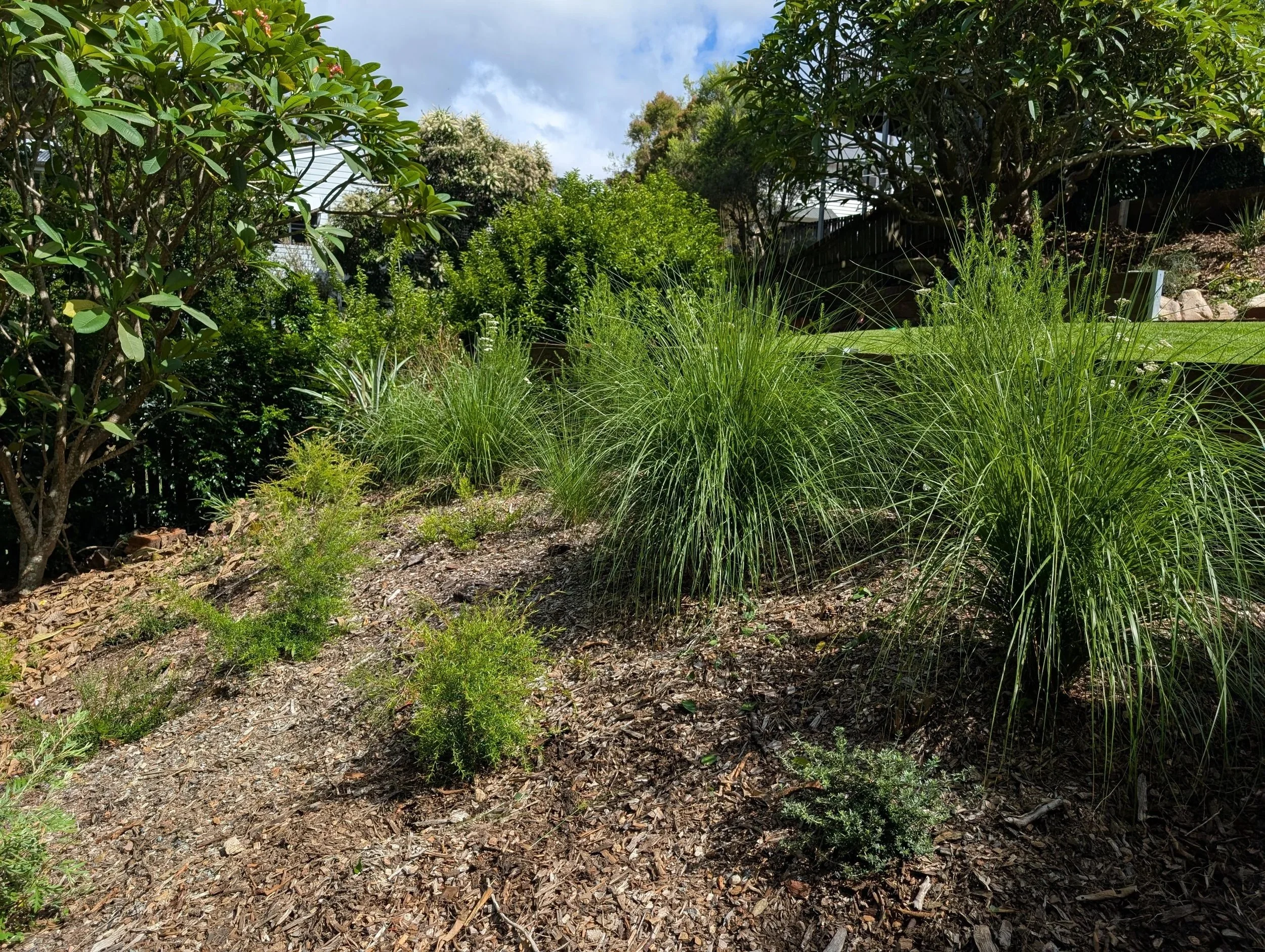 Native grasses and fruiting shrubs growing in sloped urban backyard in Brisbane